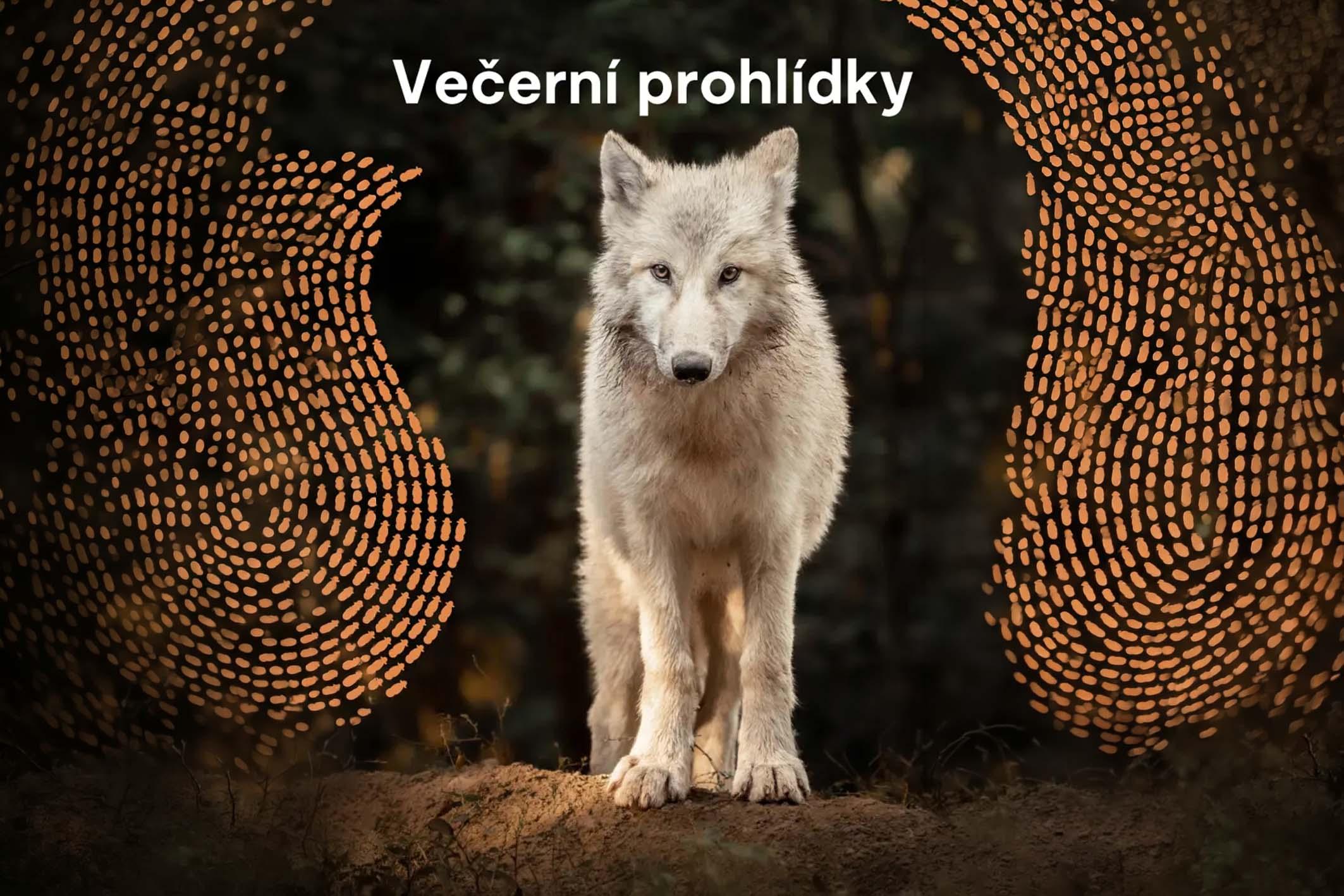 Večerní prohlídky Zoo Brno se těší velké oblibě