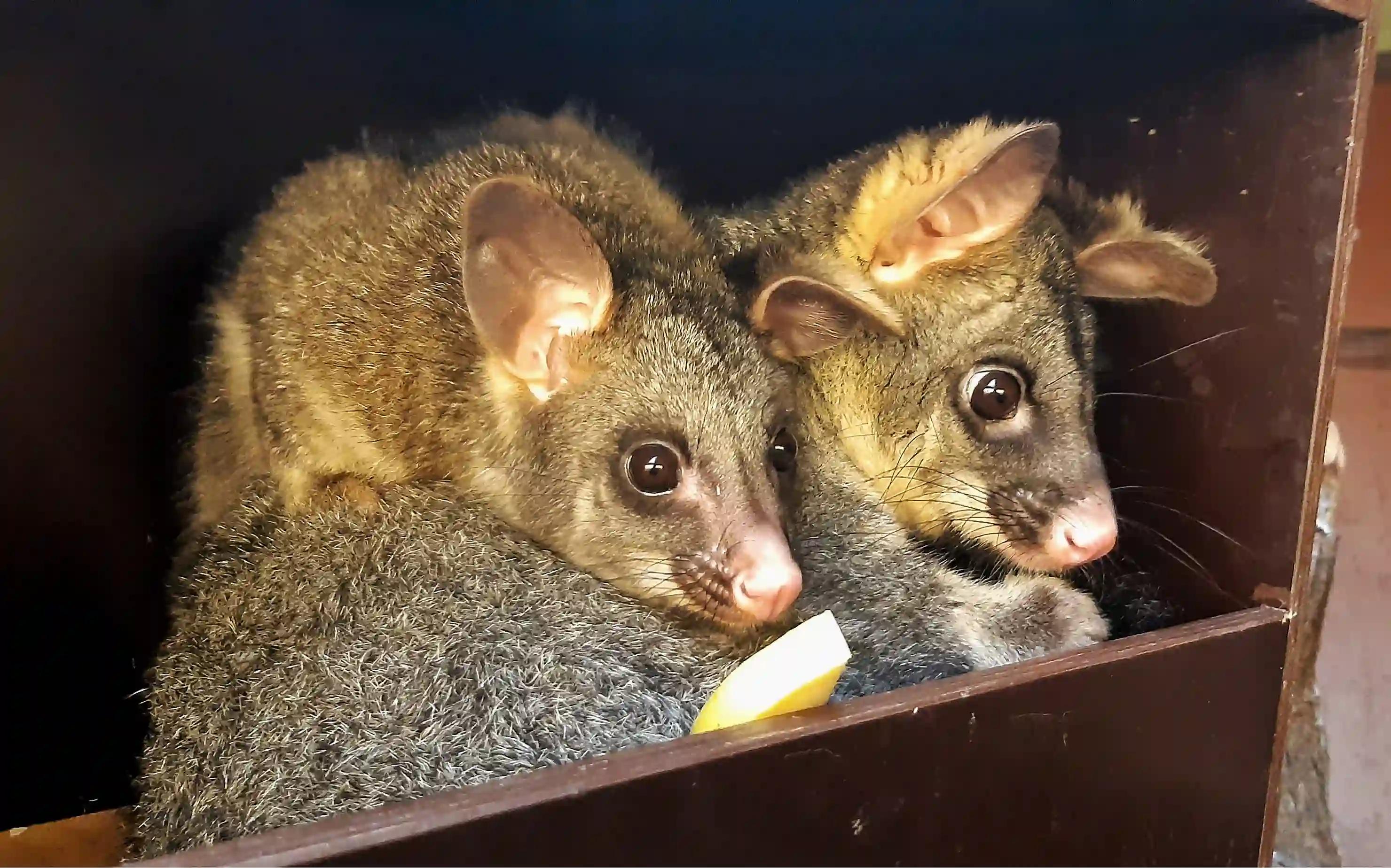 Velkou pozornost přitahuje mládě kusu liščího.