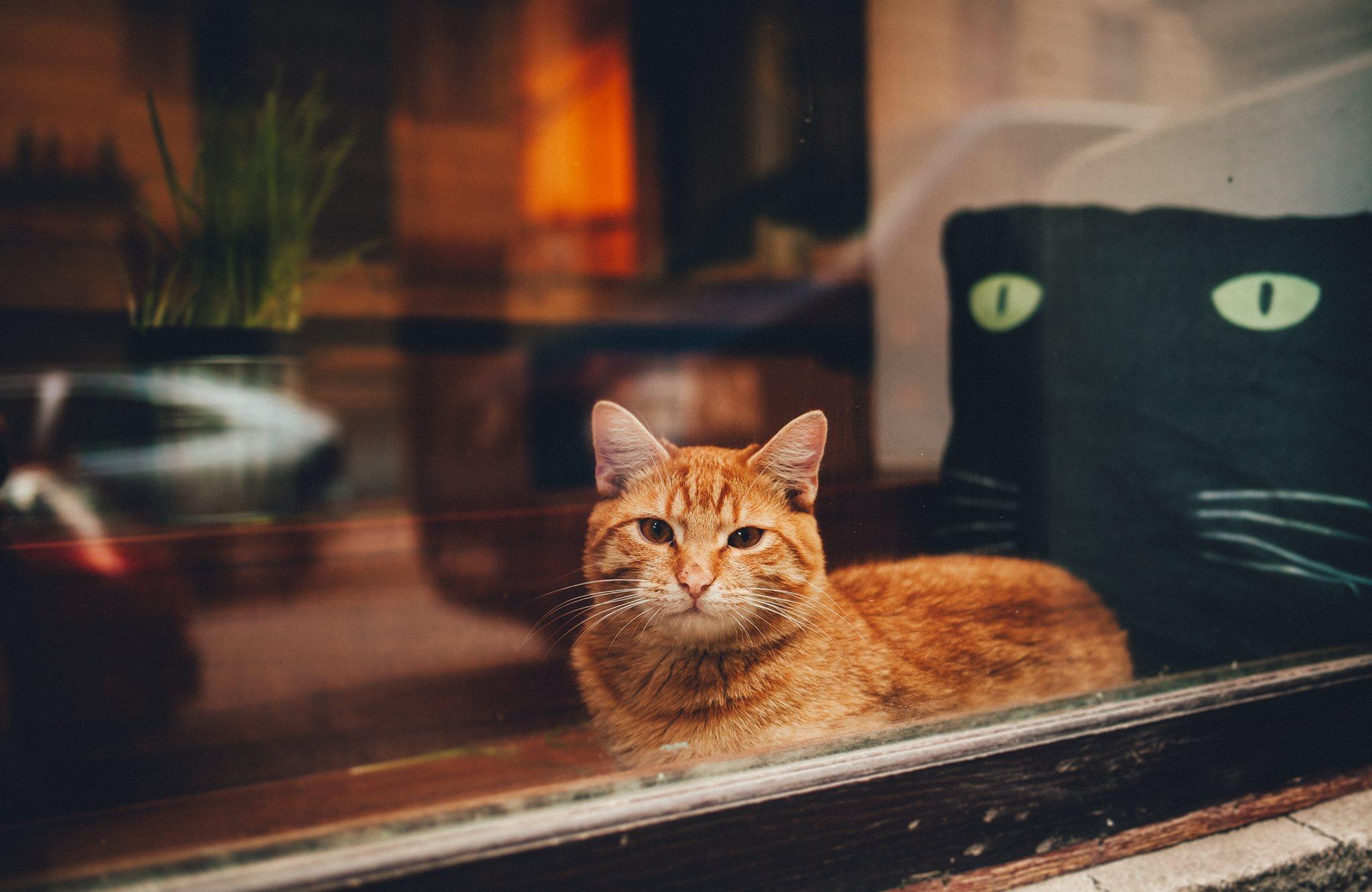 Díky adopčním kavárnám dostávají kočky z útulků druhou šanci