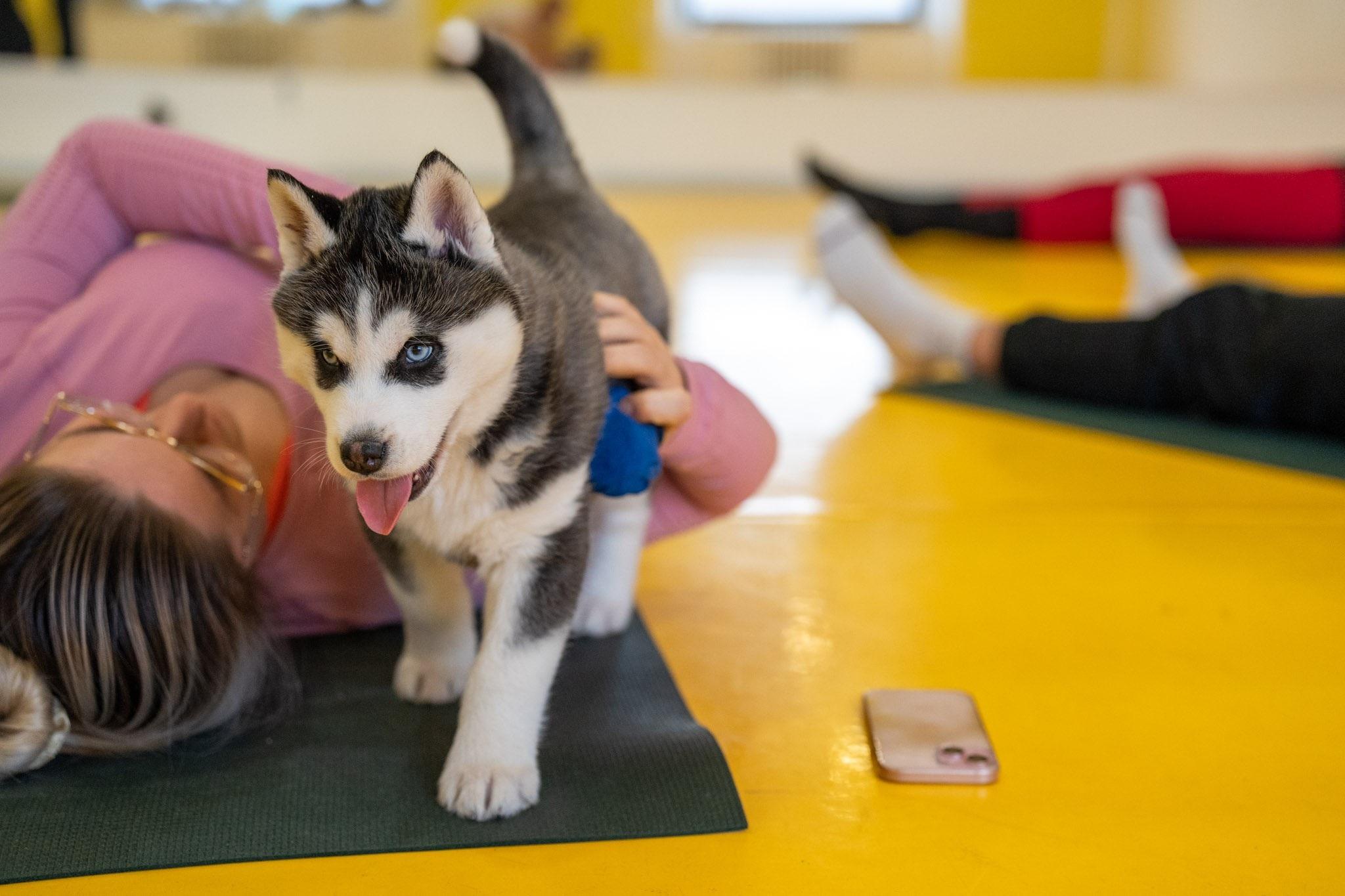 Jemná jóga, smích, štěňátka a čistá radost – to je Pets Yoga.