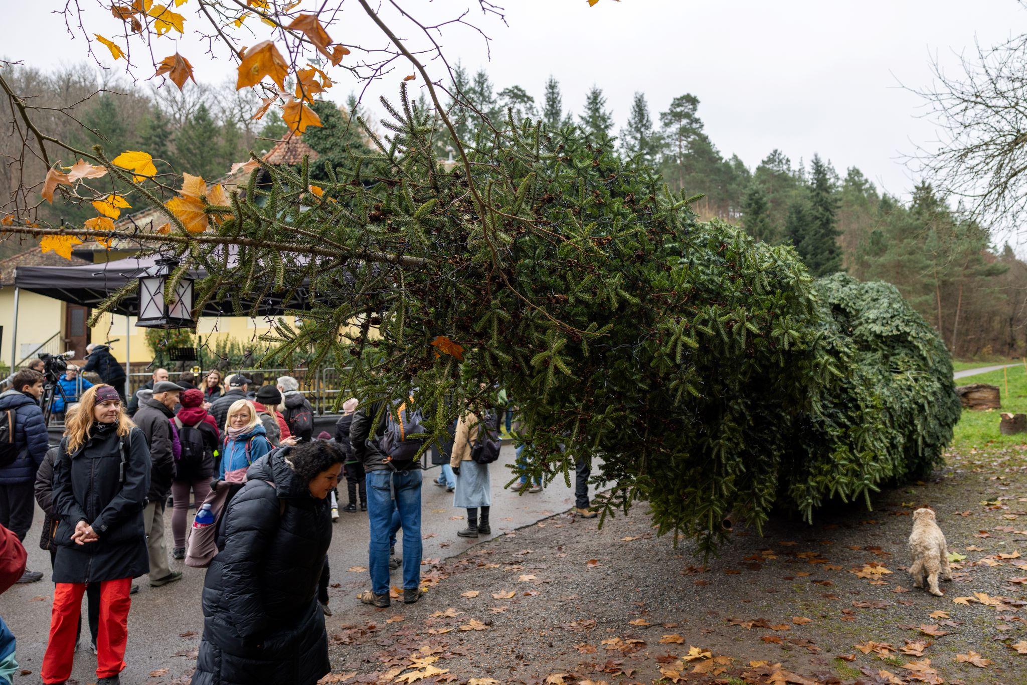 V roce 2025 bude centrálním stromem jedle bělokorá, kterou městu věnoval Školní lesní podnik Masarykův les Křtiny Mendelovy univerzity.