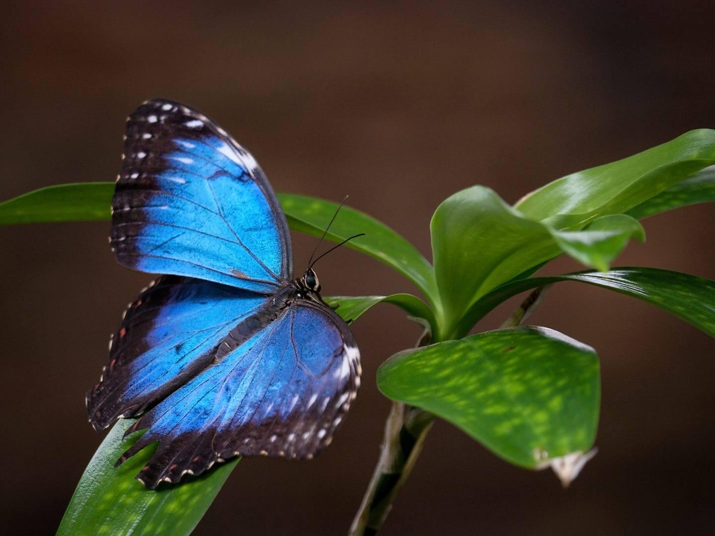 Přijďte ocenit krásu motýlů