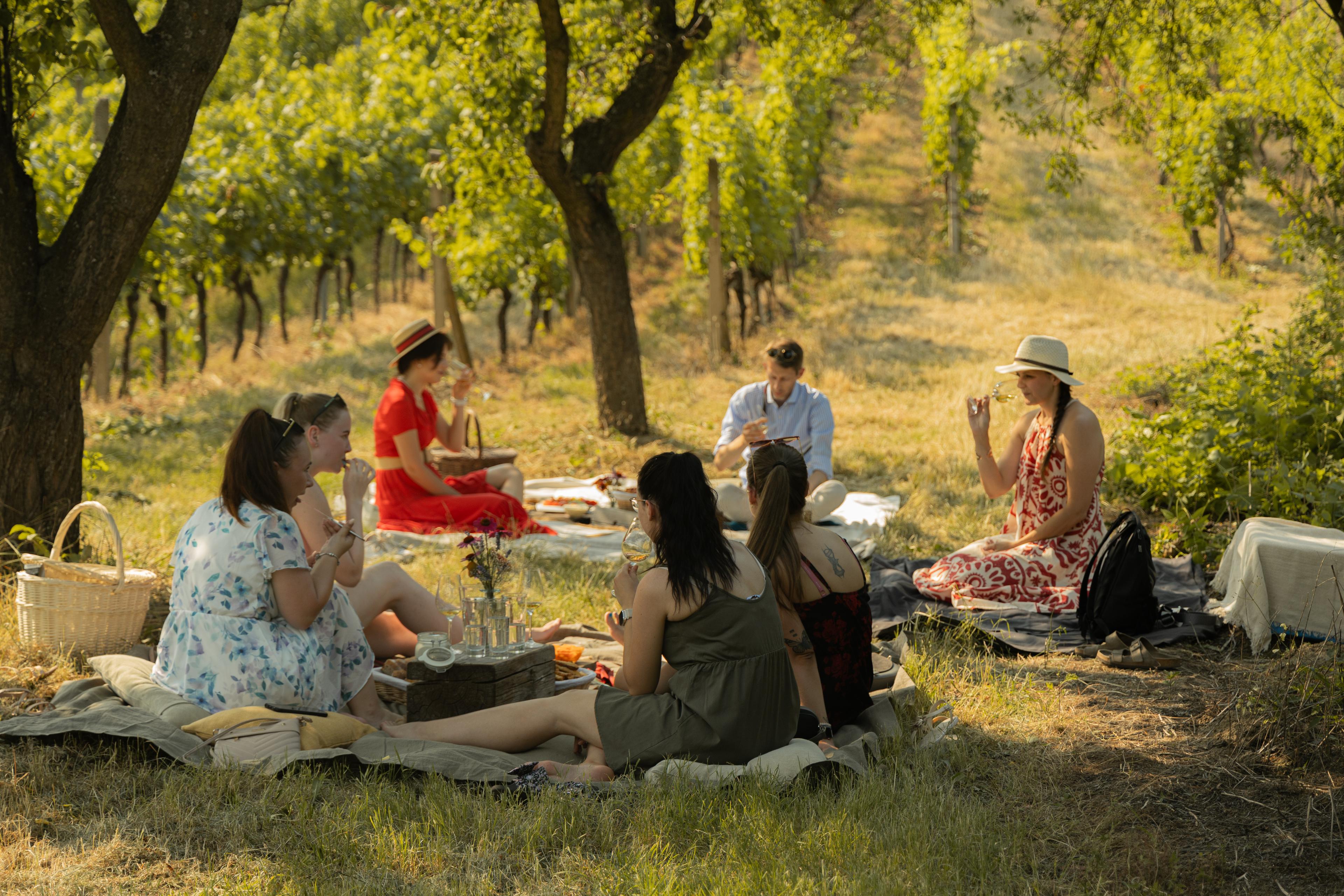 Vinná stezka: Kam na výlet za vínem v okolí Brna?