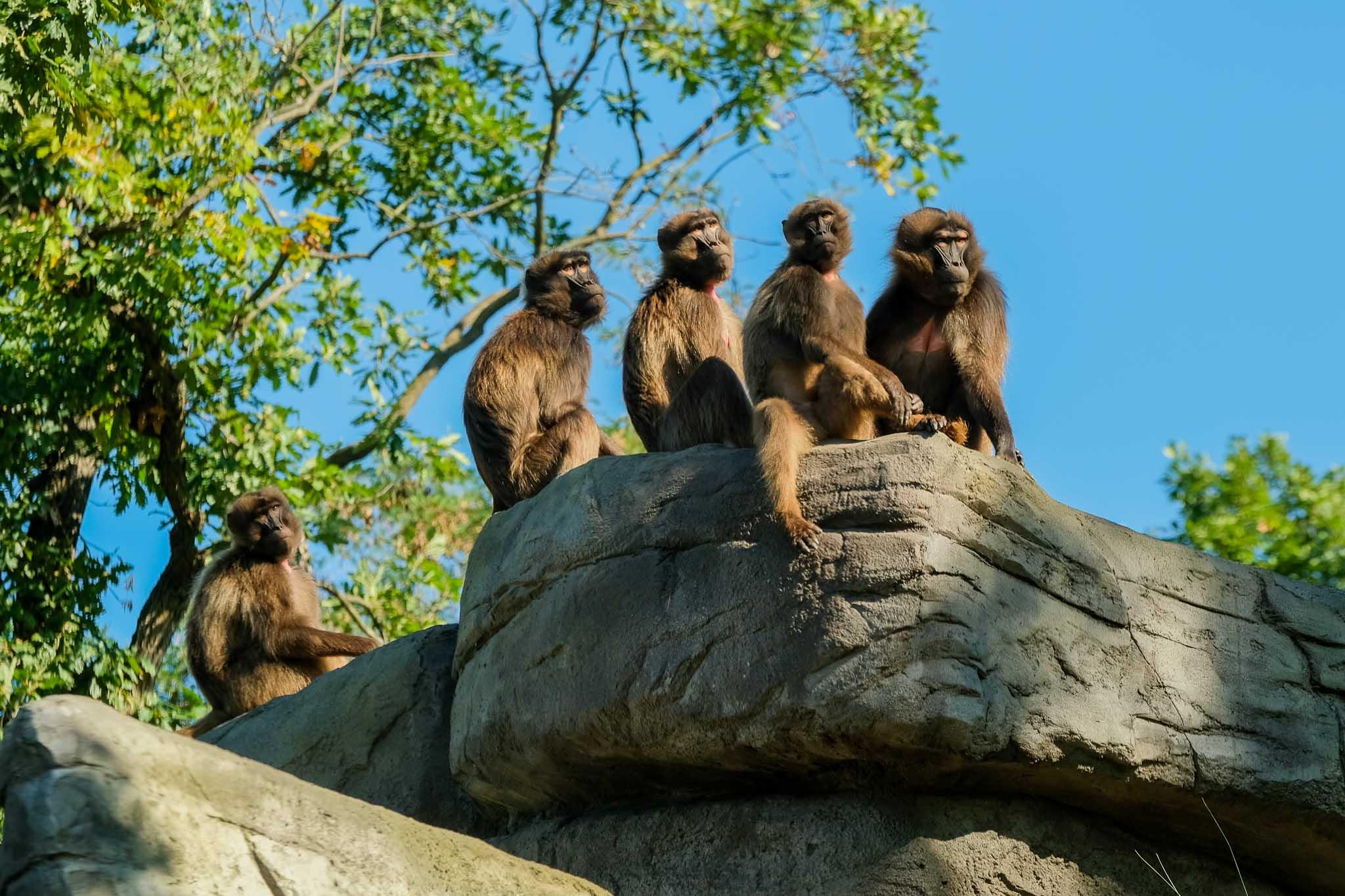 V zoo se usadila nová tlupa dželad.