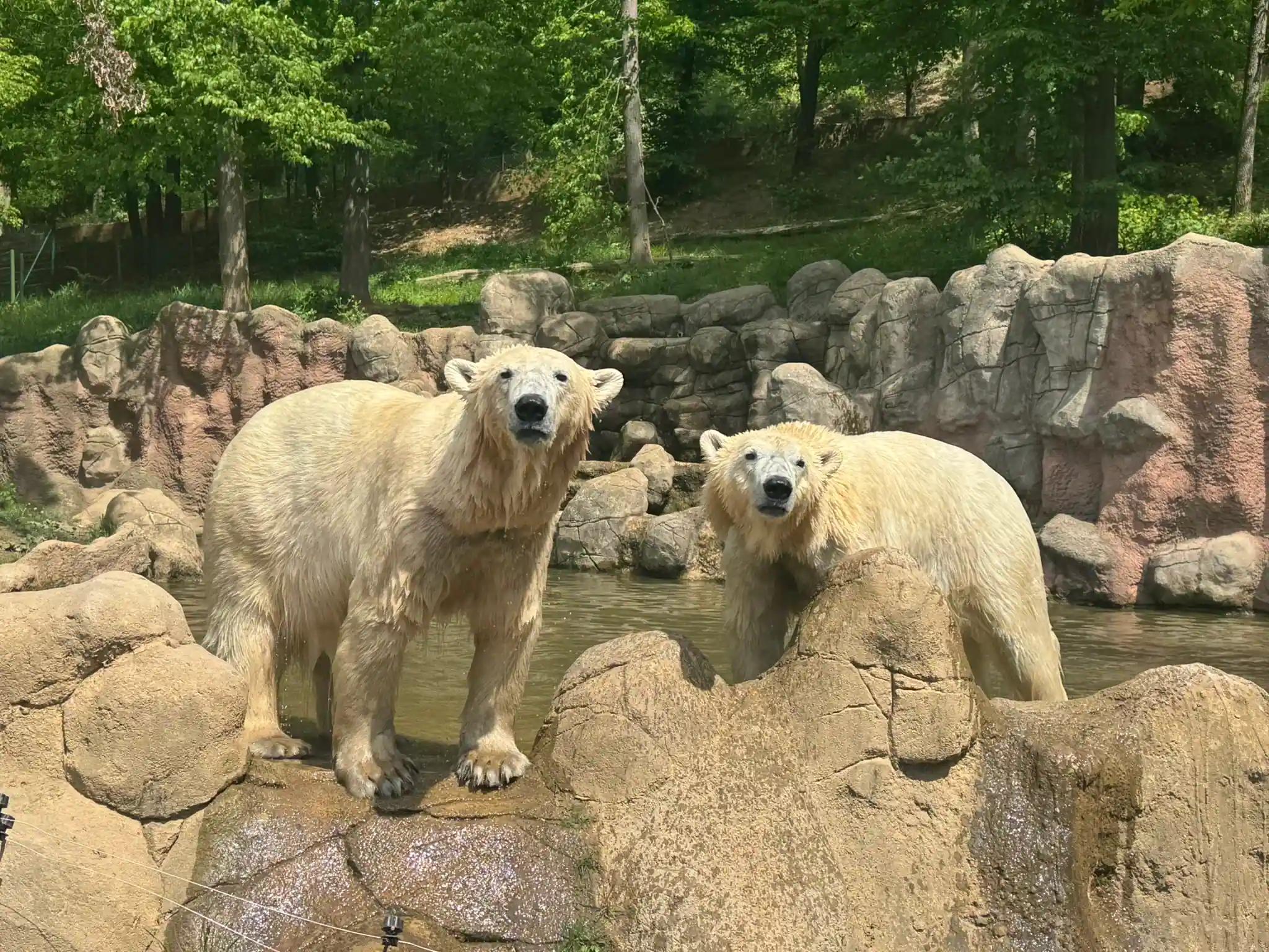 Začátek léta v Zoo Brno: nové lední medvědice, mláďata i velké akce pro návštěvníky