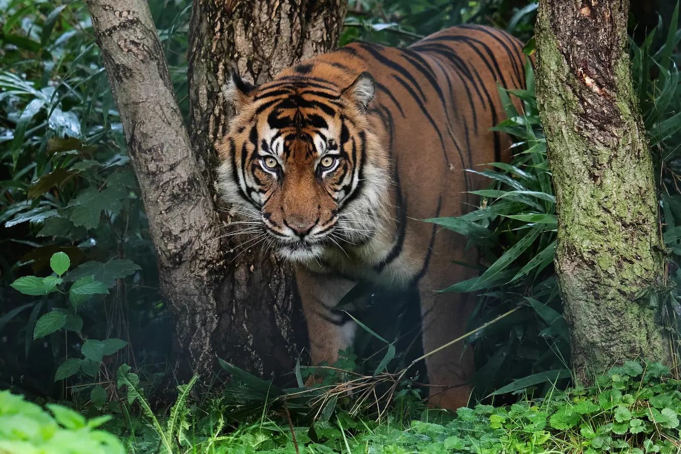 Tygr sumaterský si právě zvyká na nové prostředí Tygřích skal v Zoo Brno