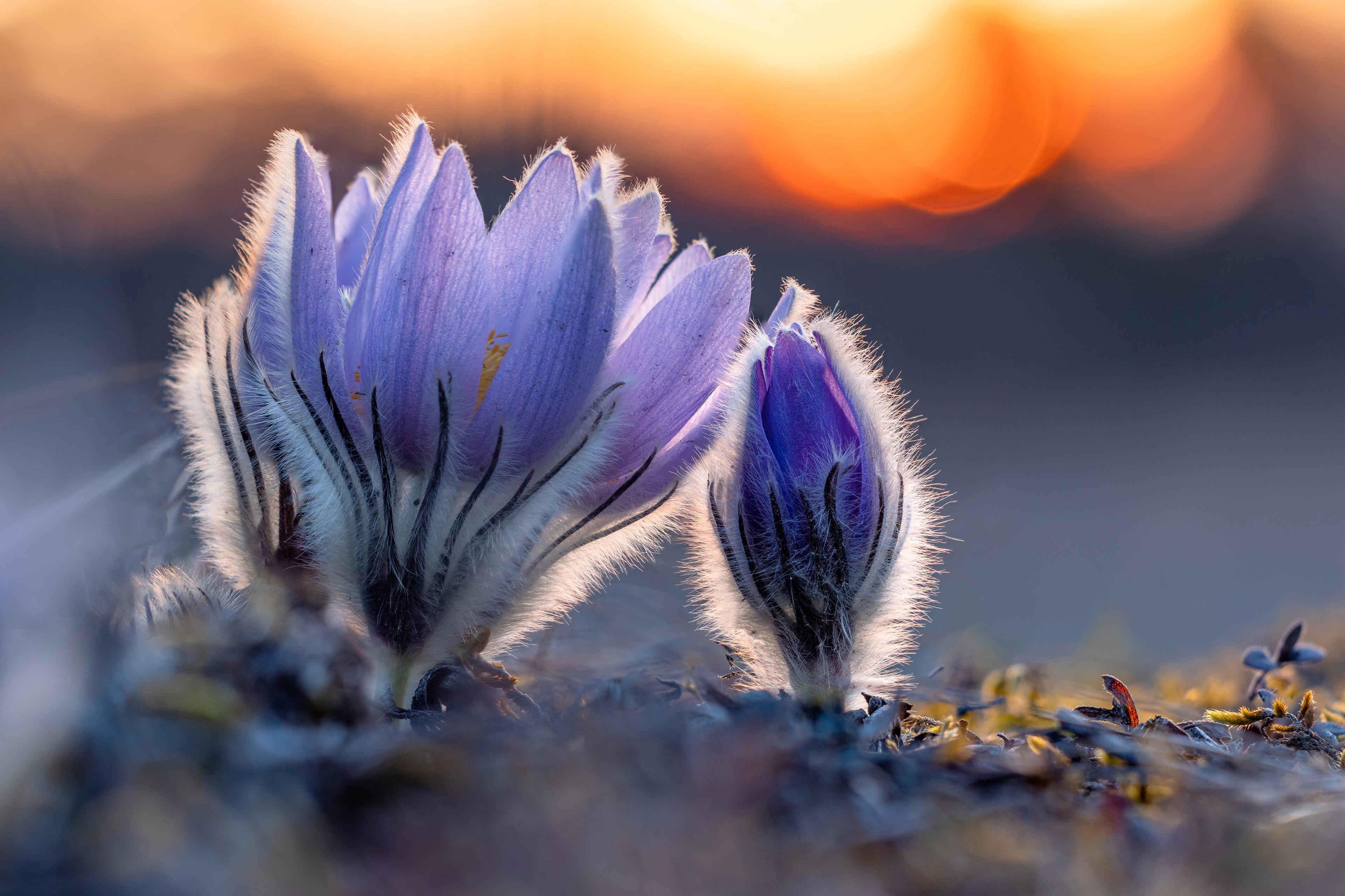  V přírodní rezervaci Kamenný vrch najdete koniklecovou louku