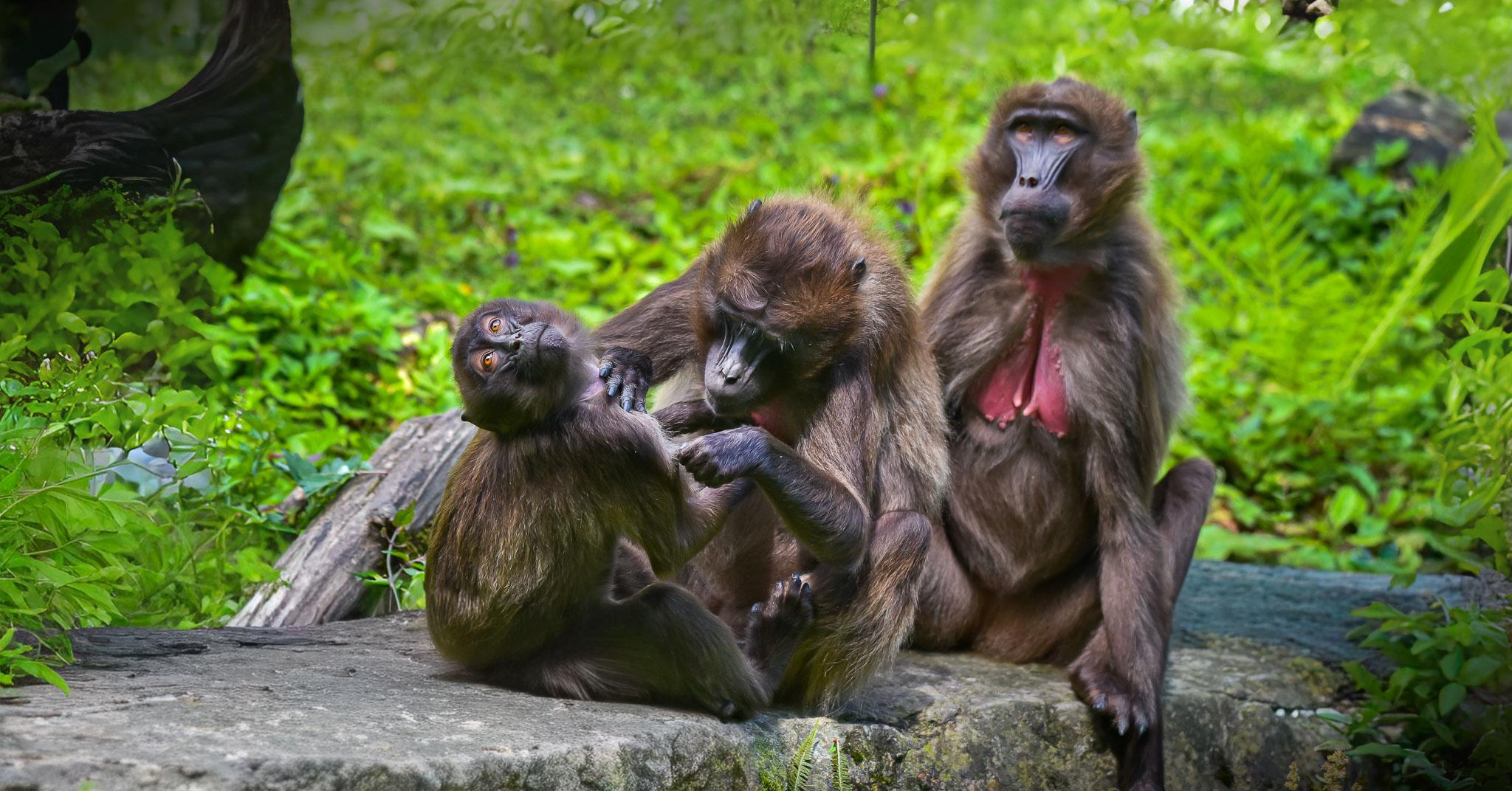 Vítej, tlupo! Zoo Brno otevírá nový výběh pro dželady
