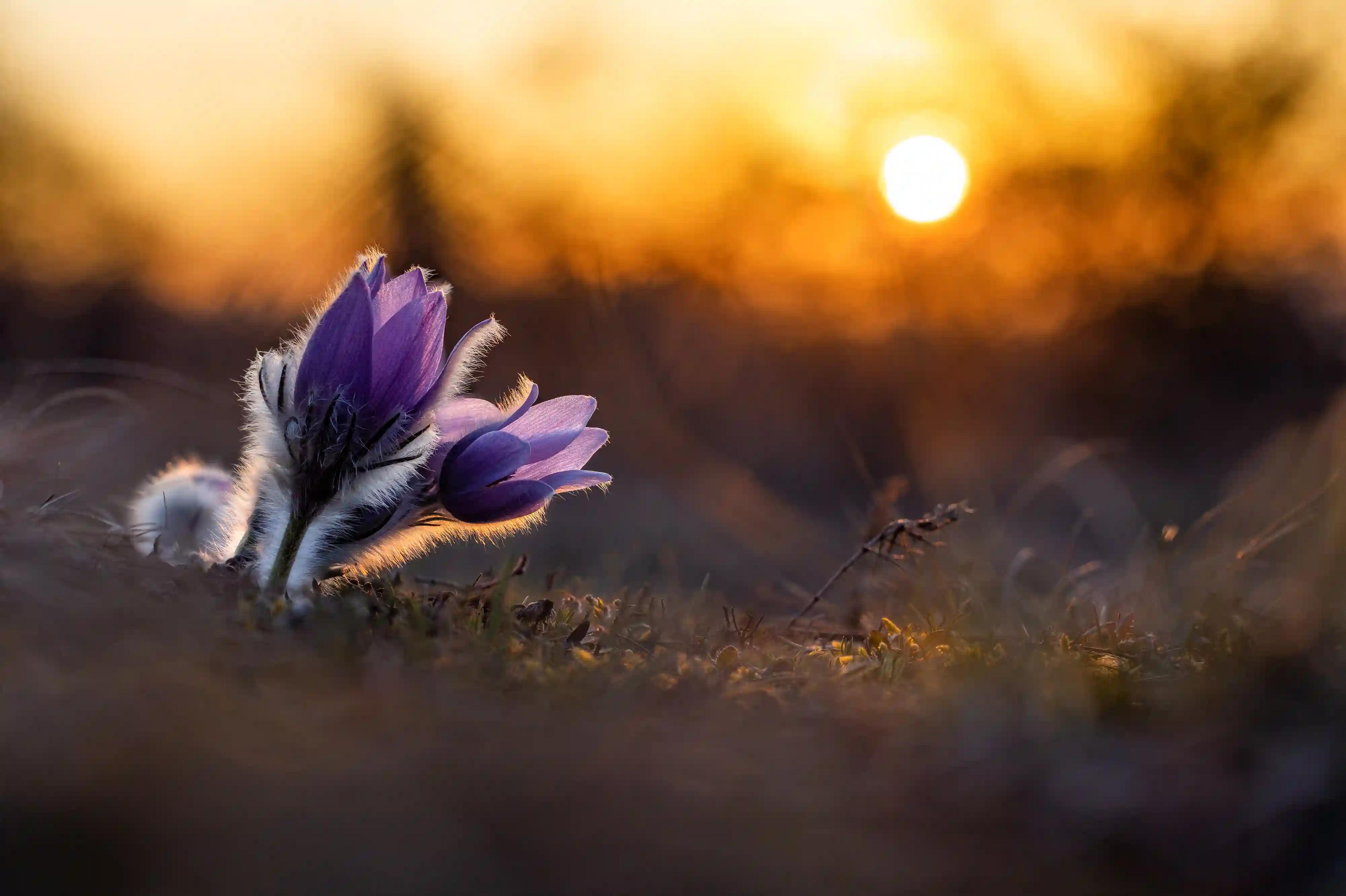 Fialová invaze začíná: Prohlédněte si nejkrásnější snímky brněnských konikleců