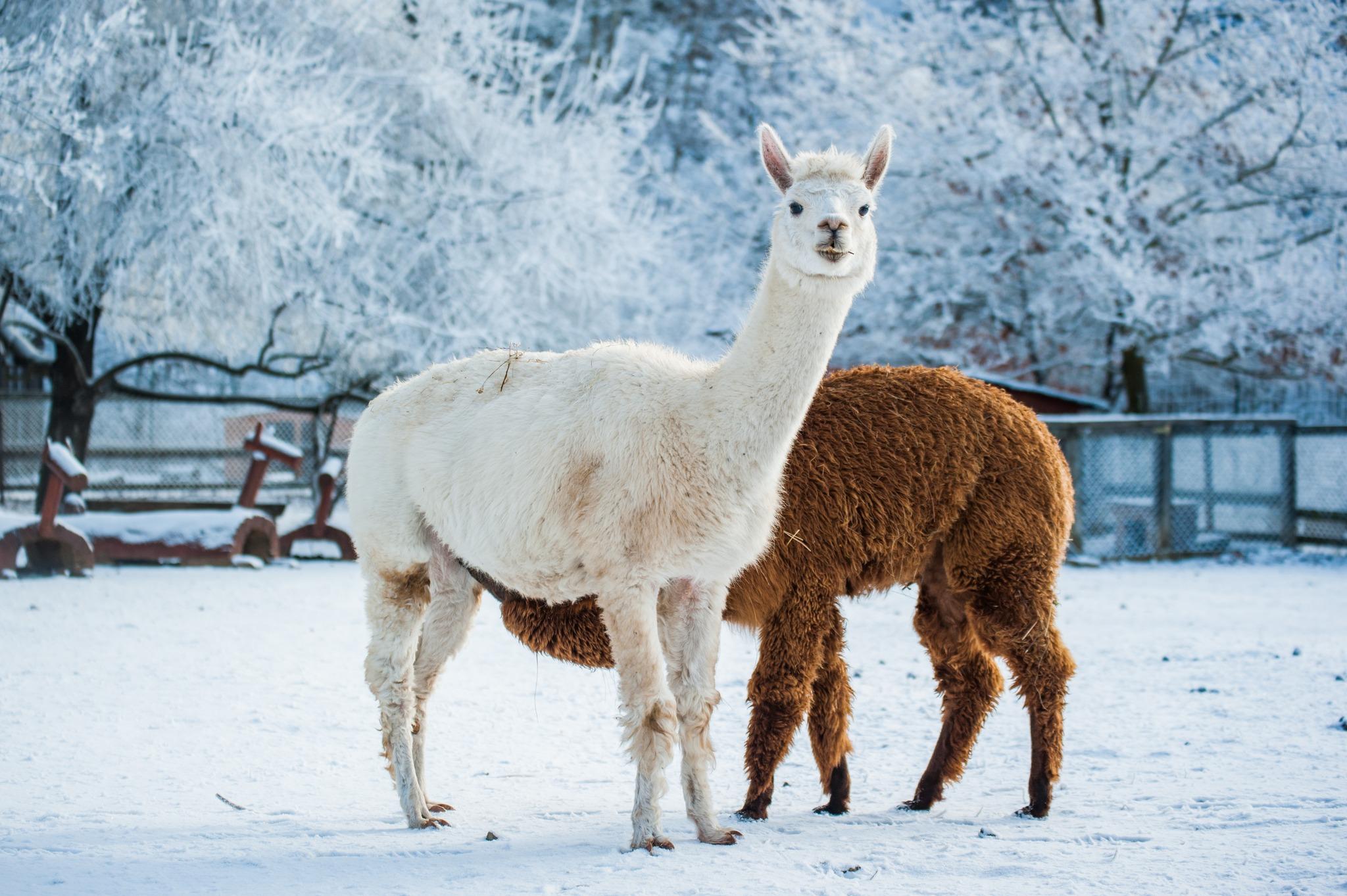 Rozárku a Nelu můžete poznat osobně