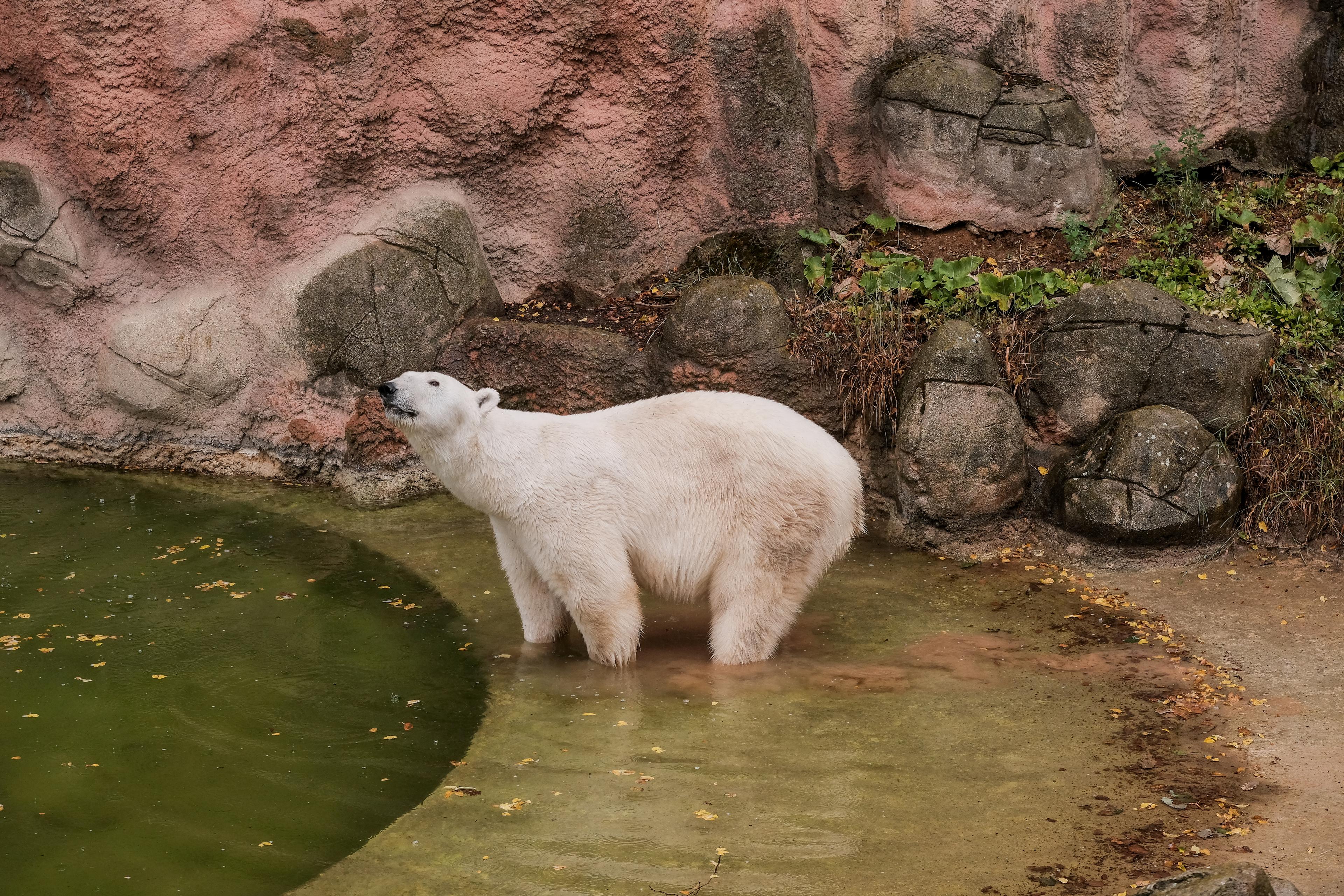 Trojice ledních medvědic v Brně už brzy! Cora už zkoumá nový výběh