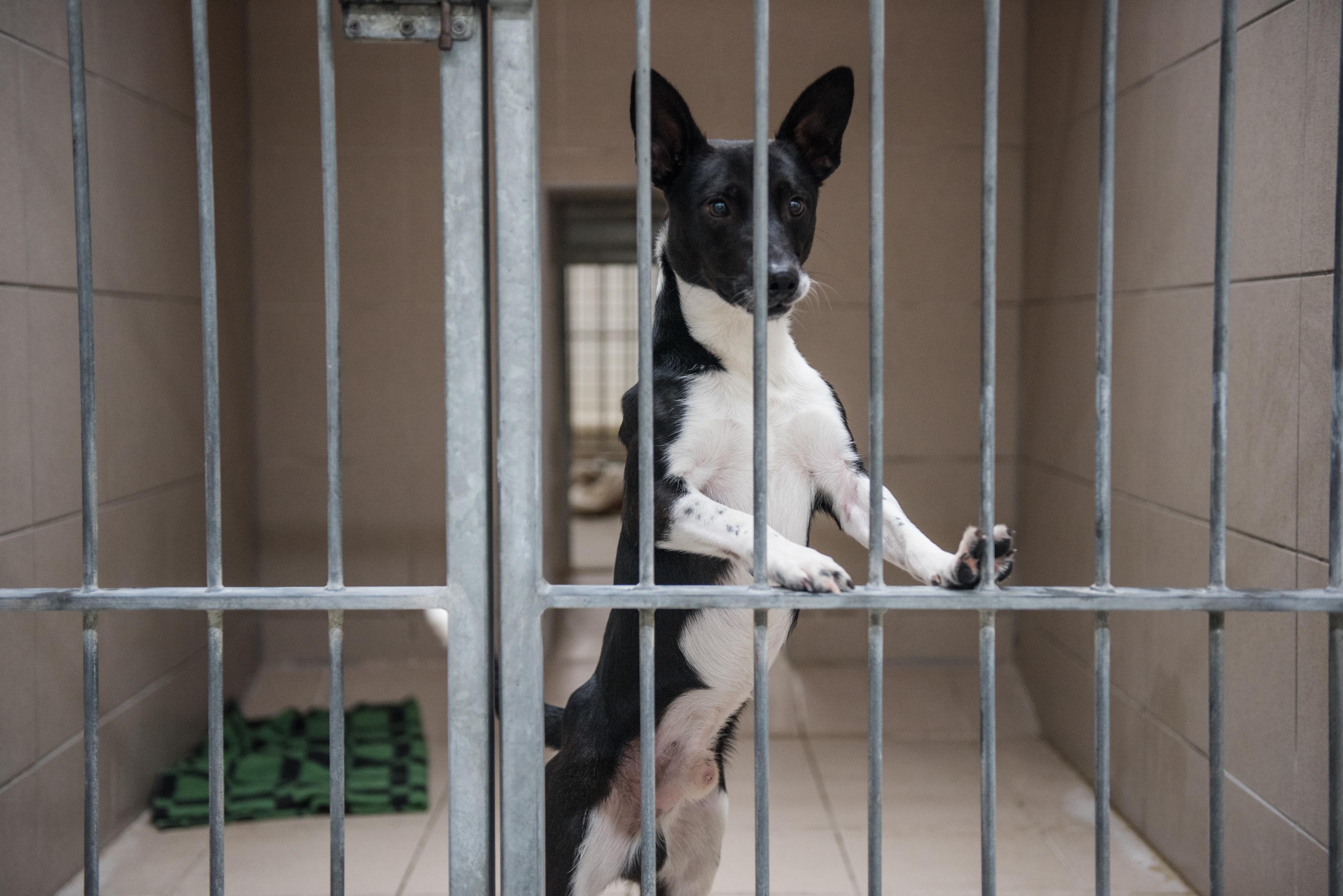 Útulek Městské policie Brno.