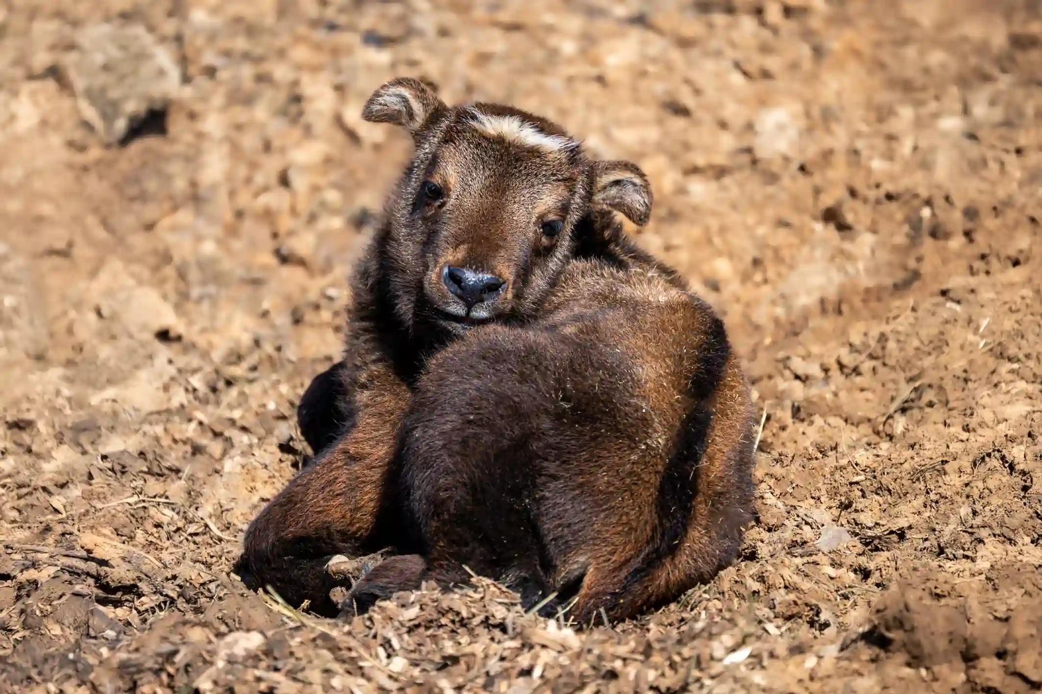 Radost udělalo chovatelům také mládě takina indického.
