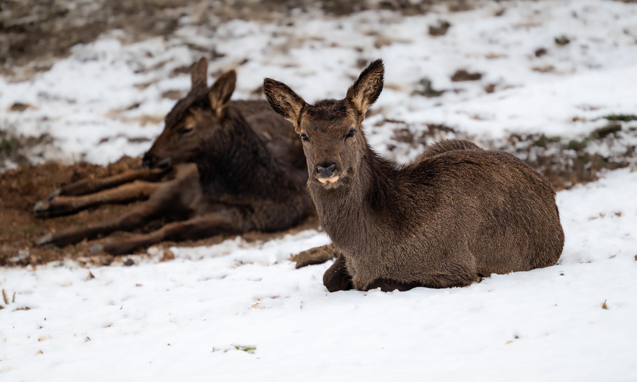  Mnohé druhy jsou v chladnějším počasí dokonce aktivnější než během letních veder. 