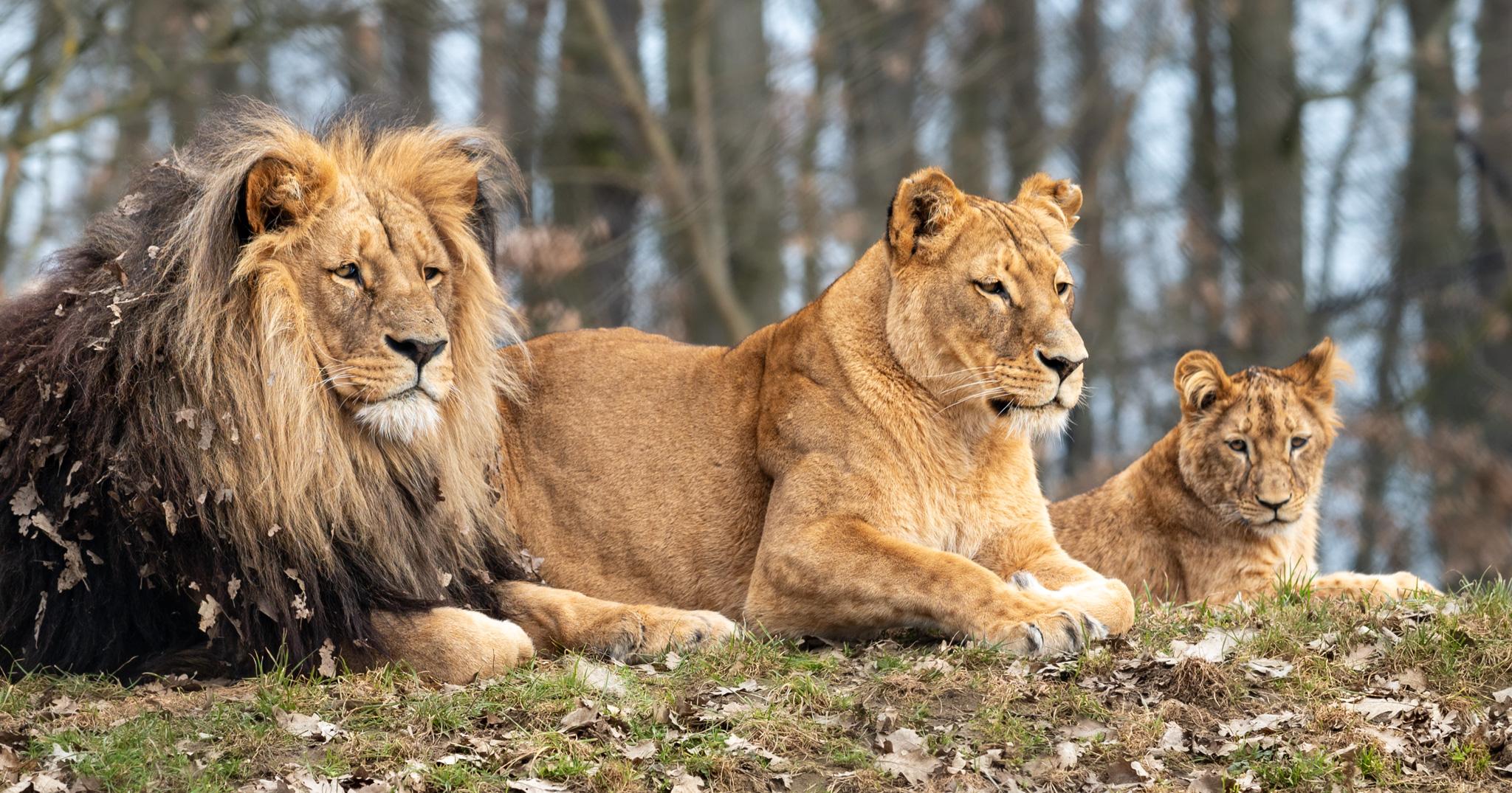 V Zoo se minulý rok narodila i lví princezna Binti