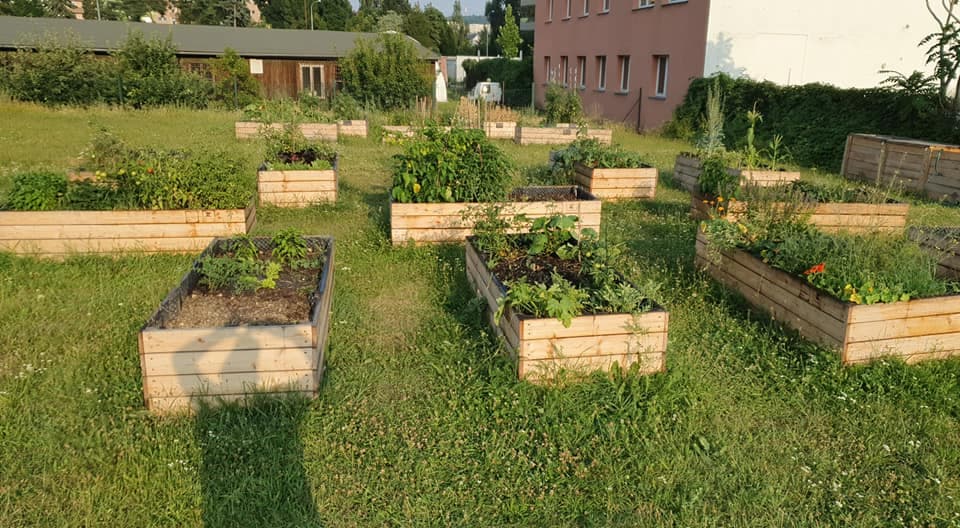 Komunitní zahrada Židenice