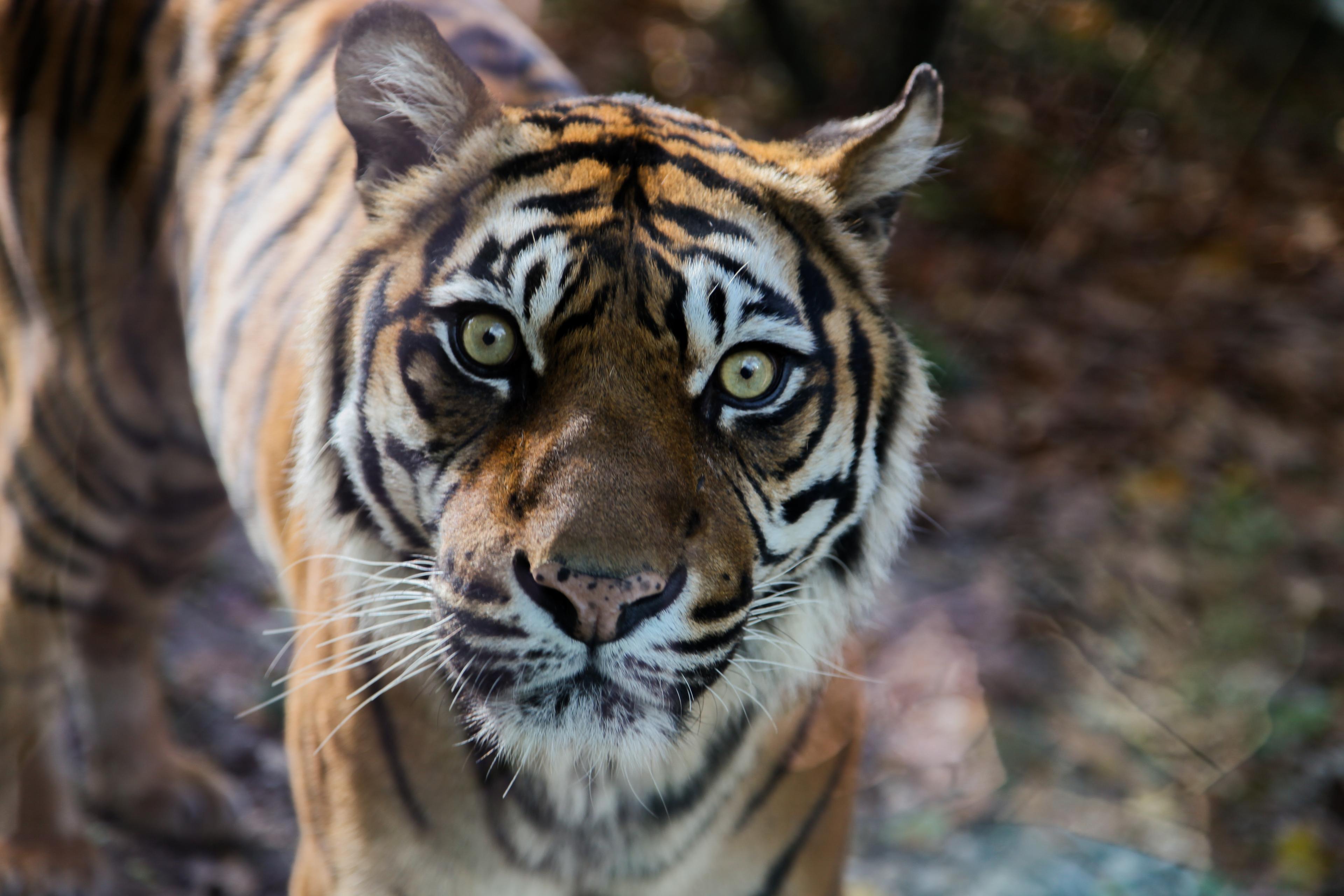 Přijďte na Den smečky! Zoo Brno vyhlíží nové členy své zvířecí rodiny