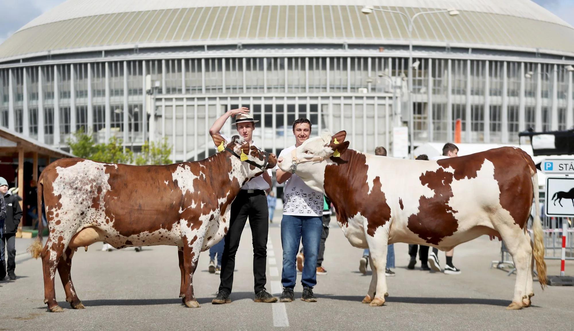 Brněnské výstaviště ovládnou stroje, zvířata i gurmánské zážitky