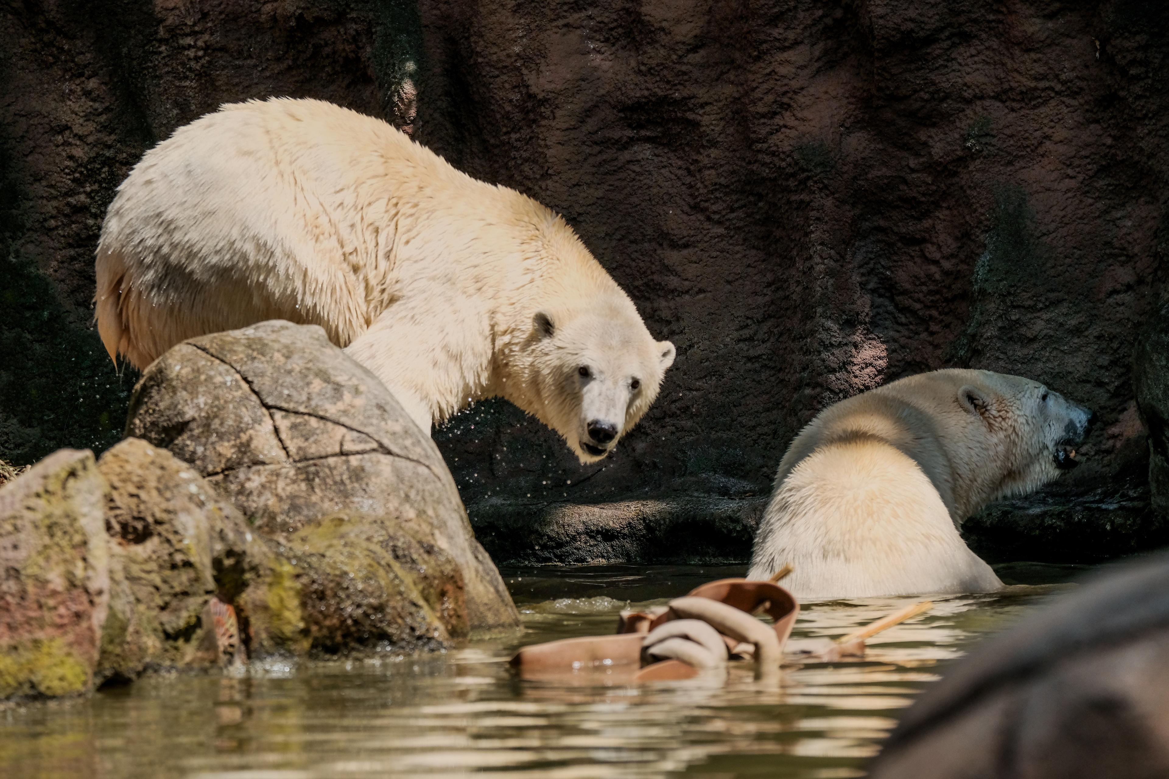 Lední medvědi v brněnské zoo