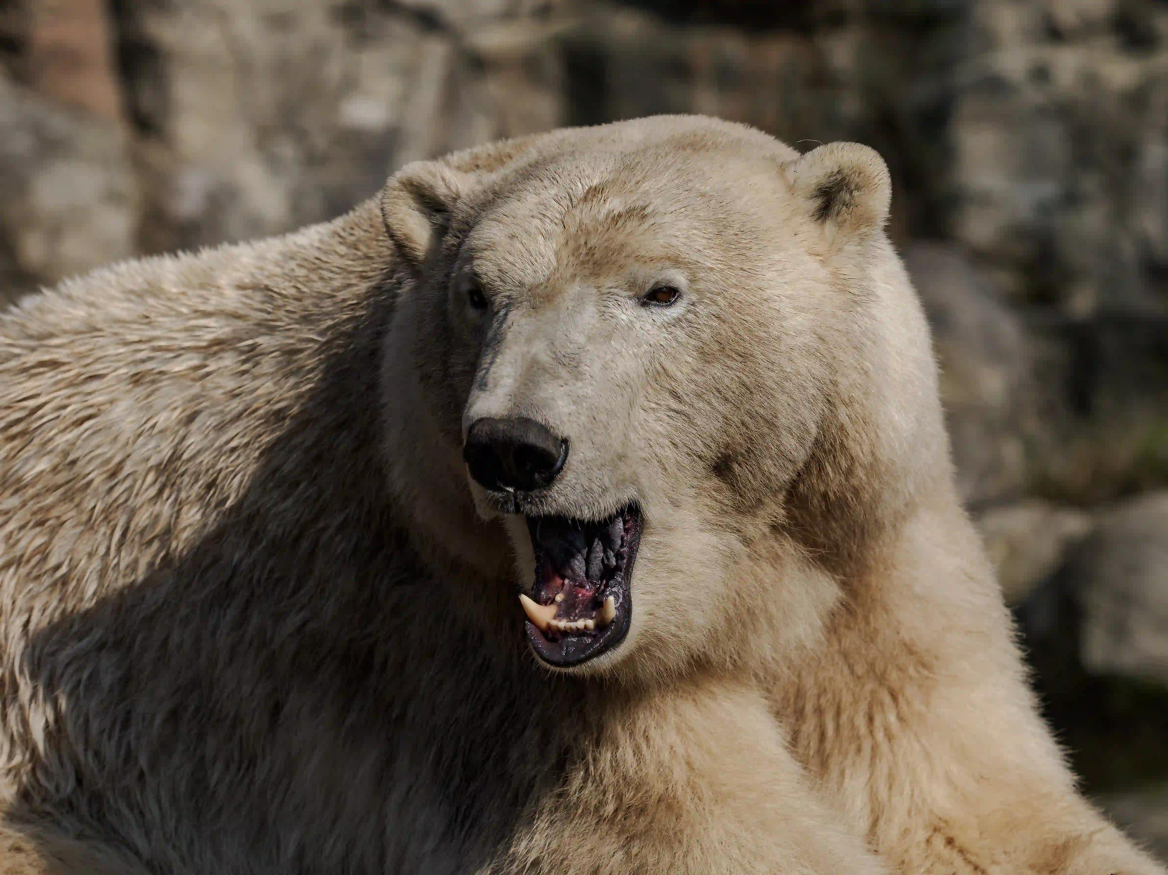 Zoologická zahrada Brno