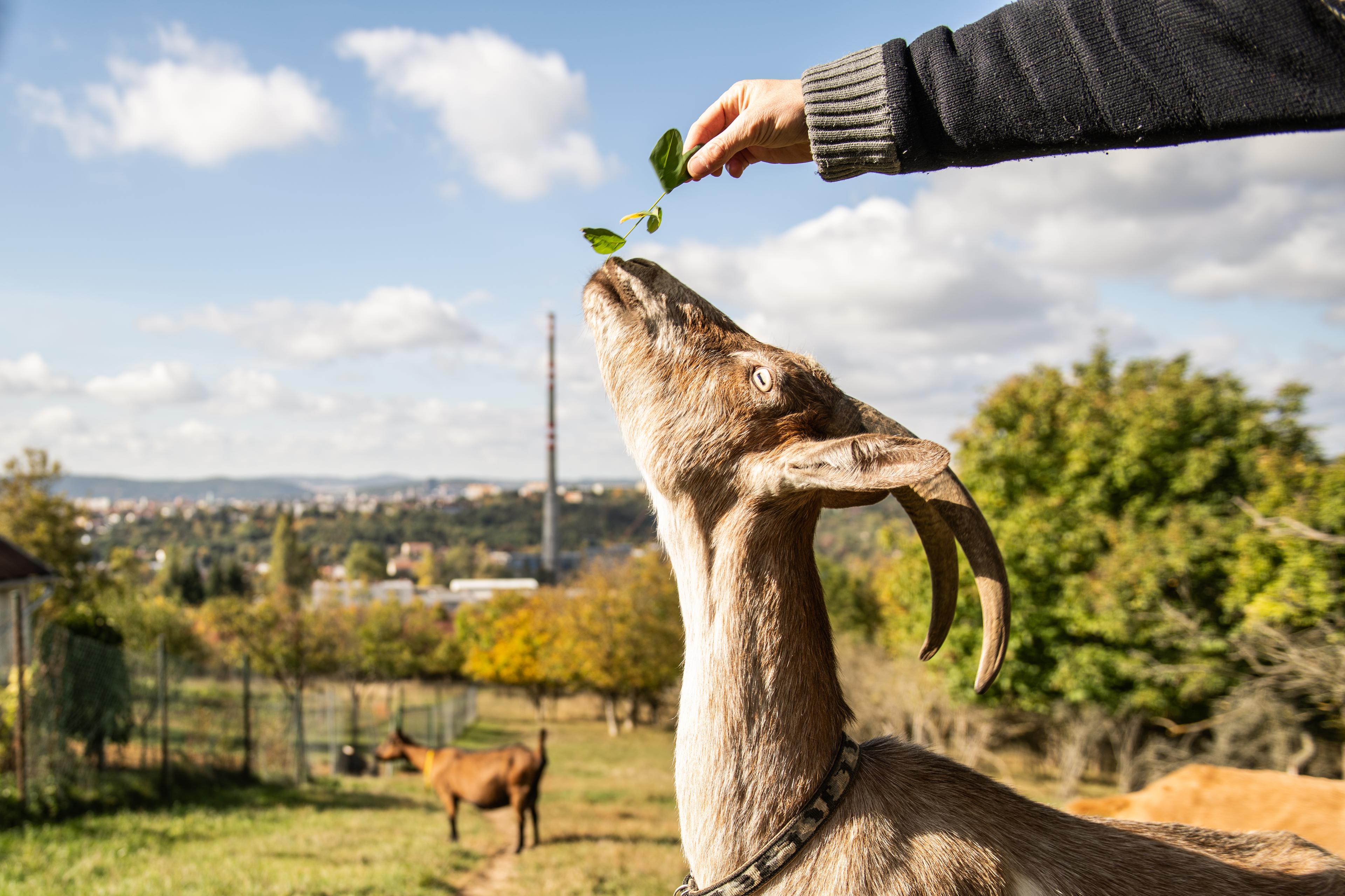 V občerstvení na Kamenné Horce se těšte na pasoucí se kozy, které dodávají místu venkovský nádech.