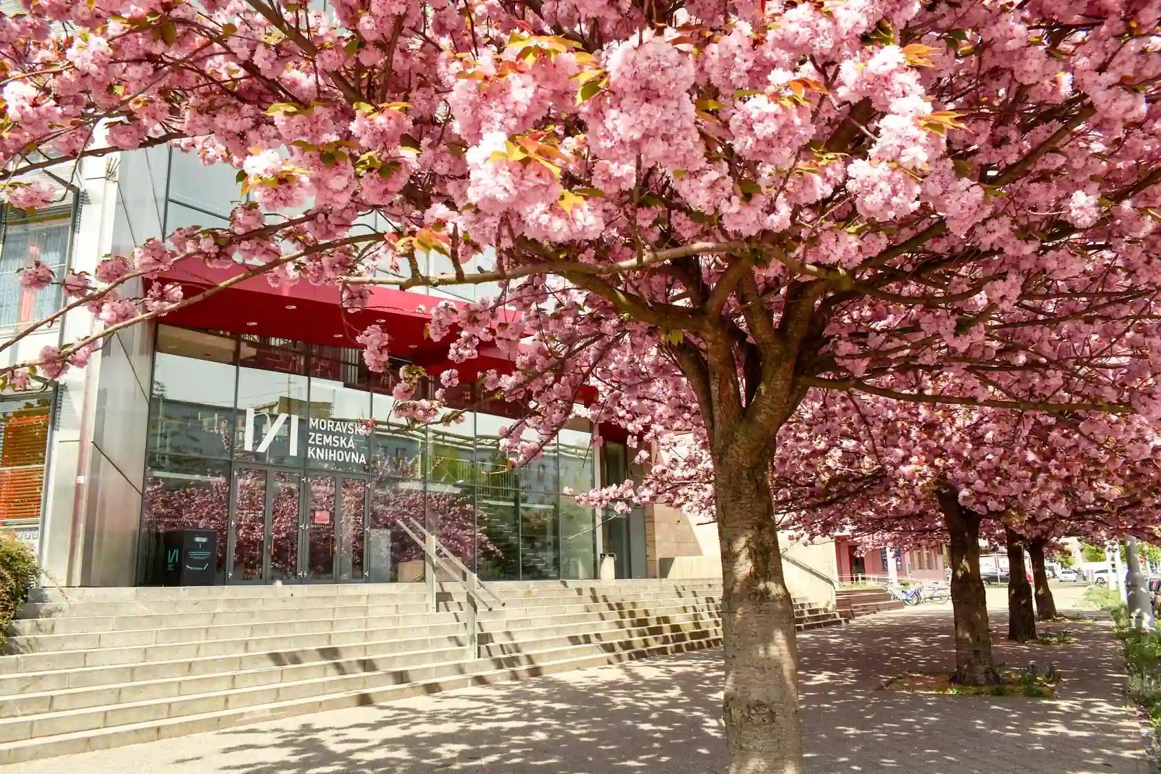 Rozkvetlé sakury u Moravské zemské knihovny