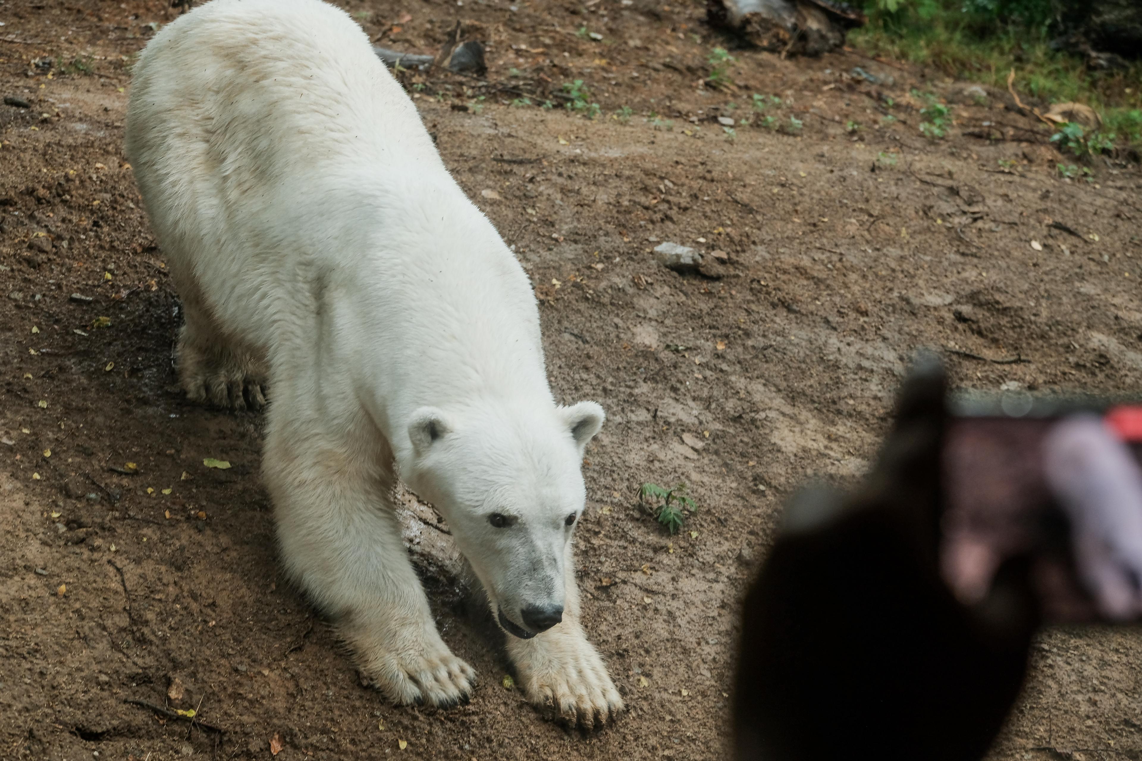 Zvědavost medvědice a nový výhled – jeden z momentů, které utvářejí novou etapu chovu.