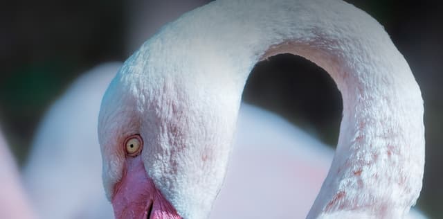 Valentýn v Zoo Brno