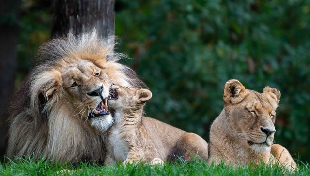 Zoo Brno zažila nejlepší rok v historii. Teď chystá tygří přírůstek i pavilon Subtropy