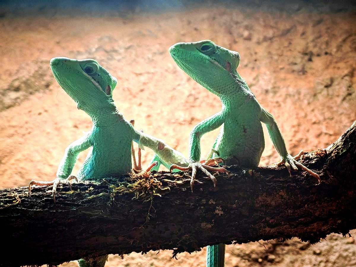 Laemanctus julioi - bazilišek Juliův Laemanctus julioi - bazilišek Juliův