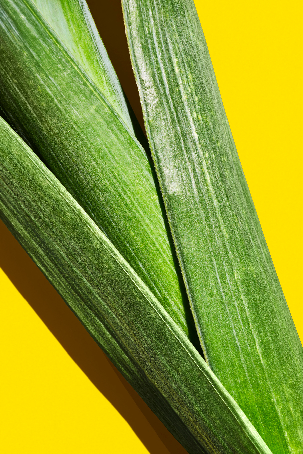 Detail čerstvého pórku na žlutém pozadí.