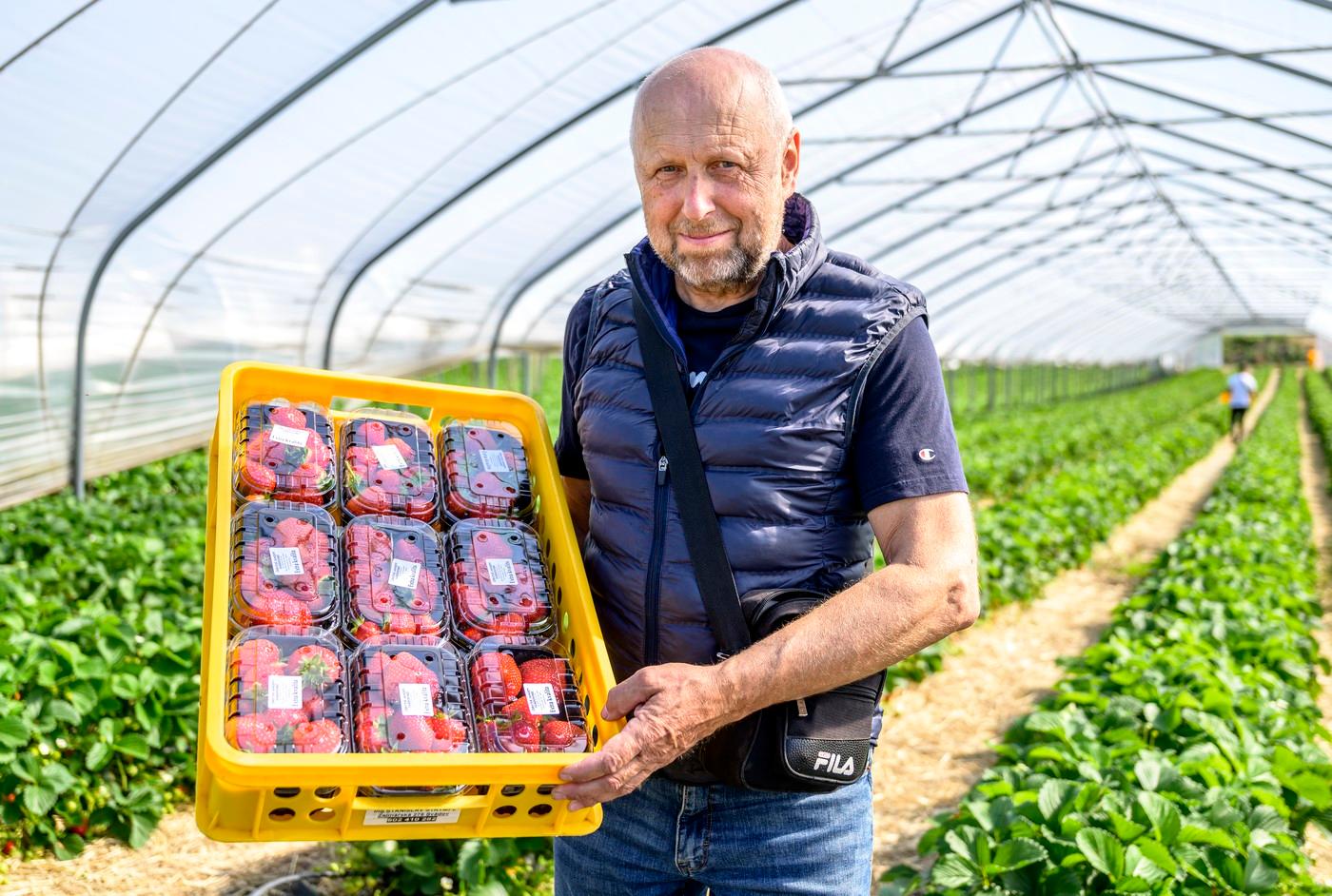 Pěstitel Stanislav Štrympl s čerstvě sklizenými jahodami z fóliových skleníků Zahrady Svádov.