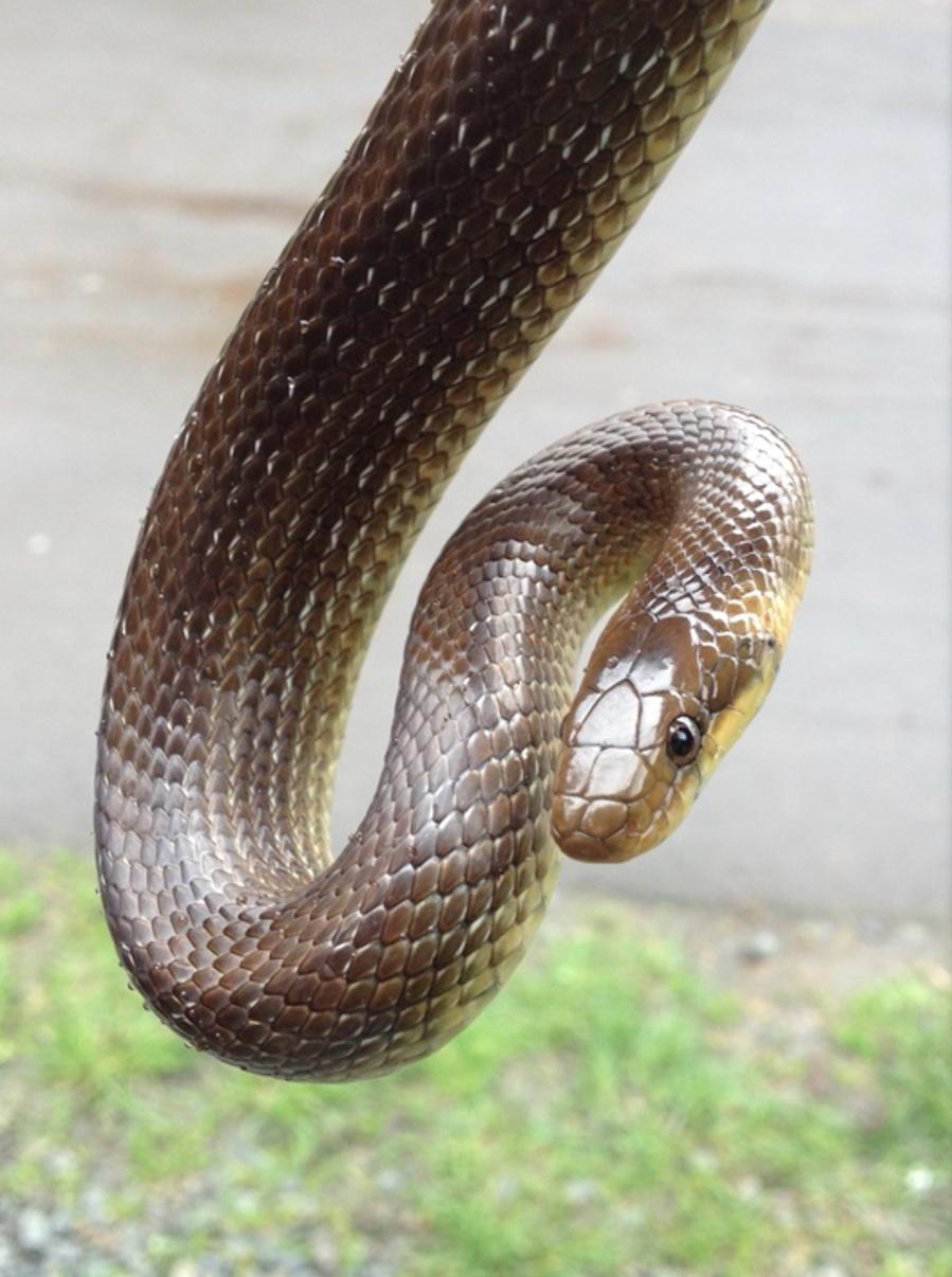 Užovka stromová Užovka stromová