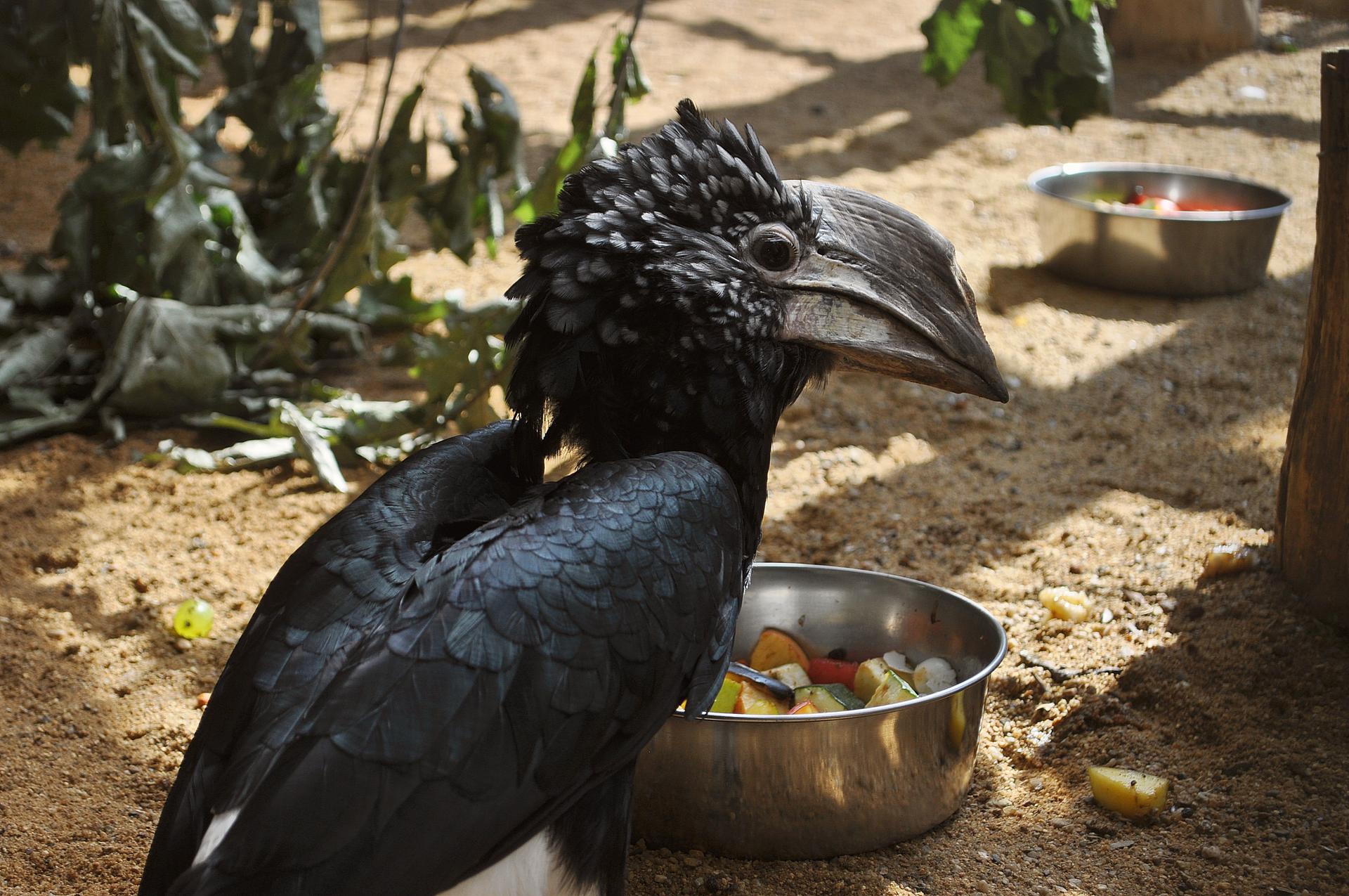 Děčínská zoo rozšířila expozici ptáků v pavilonu Ptačí dům o africké zoborožce šedolící. Pár pochází ze Dvora Králové, zoo v Děčíně se chce pokusit o odchov.