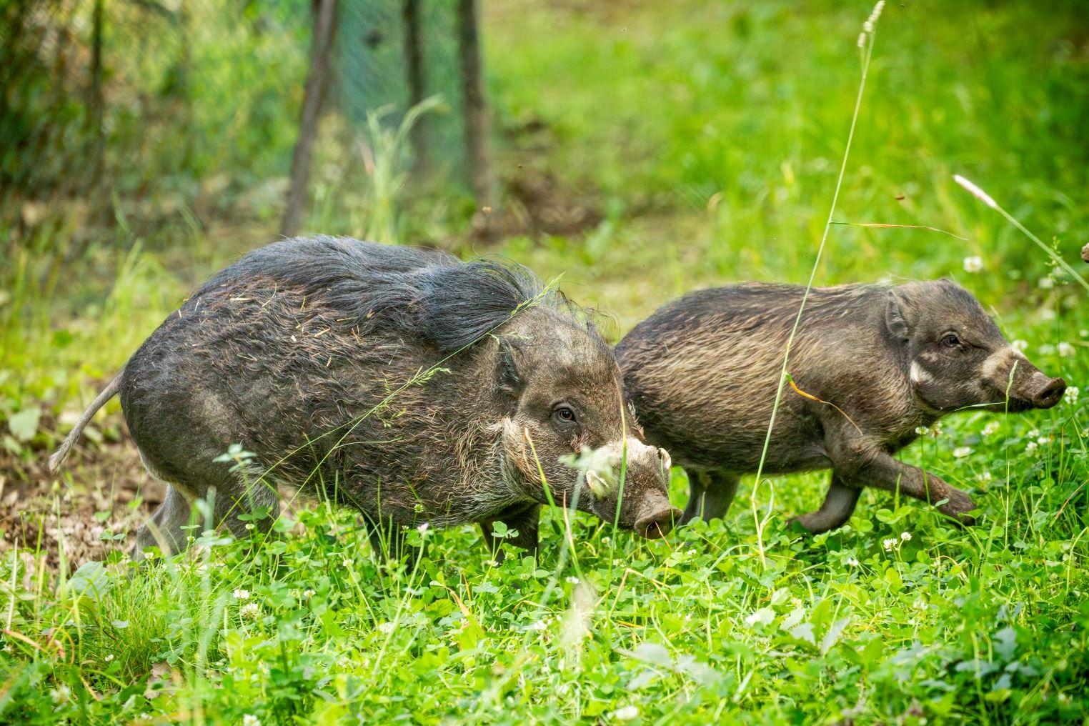 Ostravská zoologická zahrada přesunula do nového zázemí vzácná prasata visajanská pocházející z Filipín 