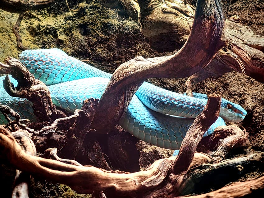 Trimeresurus insularis - chřestýšovec ostrovní