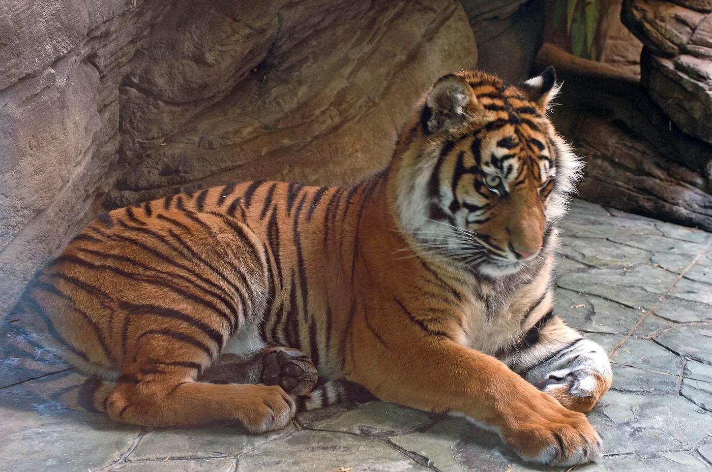 Tygřice Satu (na snímku z roku 2005)