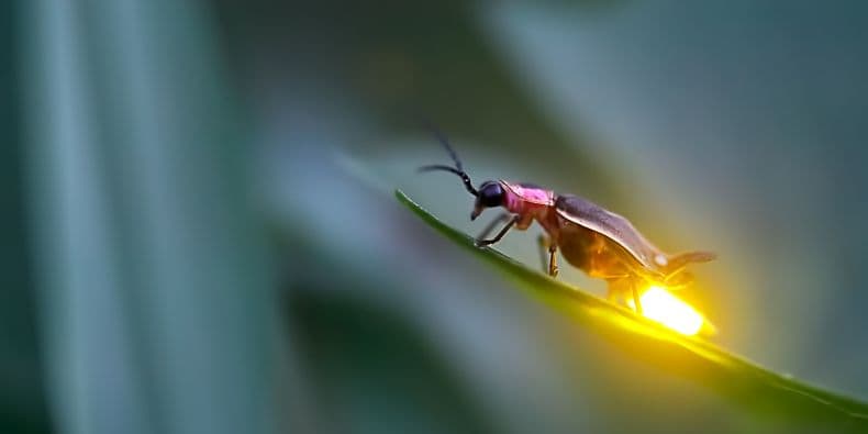 Foto: Radim Schreiber / Fireflyexperience.org Foto: Radim Schreiber / Fireflyexperience.org