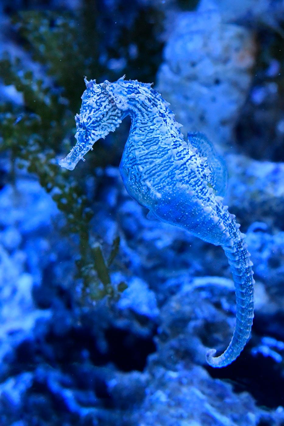 Mořští koníci v expozici Akva Tera, 8. dubna 2025 Plzeň. Na snímku koníček vzpřímený, hippocampus erectus. Mořští koníci v expozici Akva Tera, 8. dubna 2025 Plzeň. Na snímku koníček vzpřímený, hippocampus erectus.