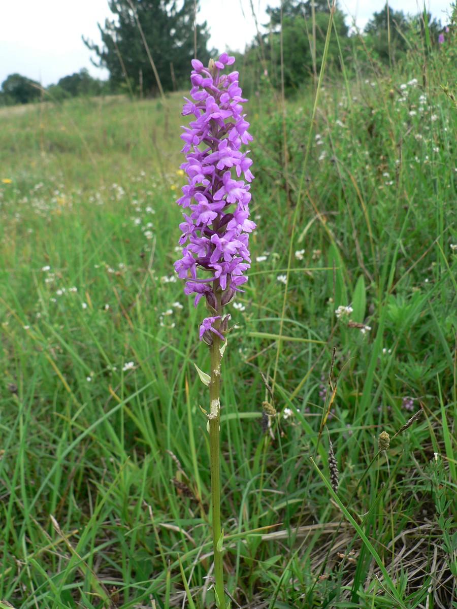 Gymnadenia densiflora 1, Saxifraga-Jan Willem Jongepier