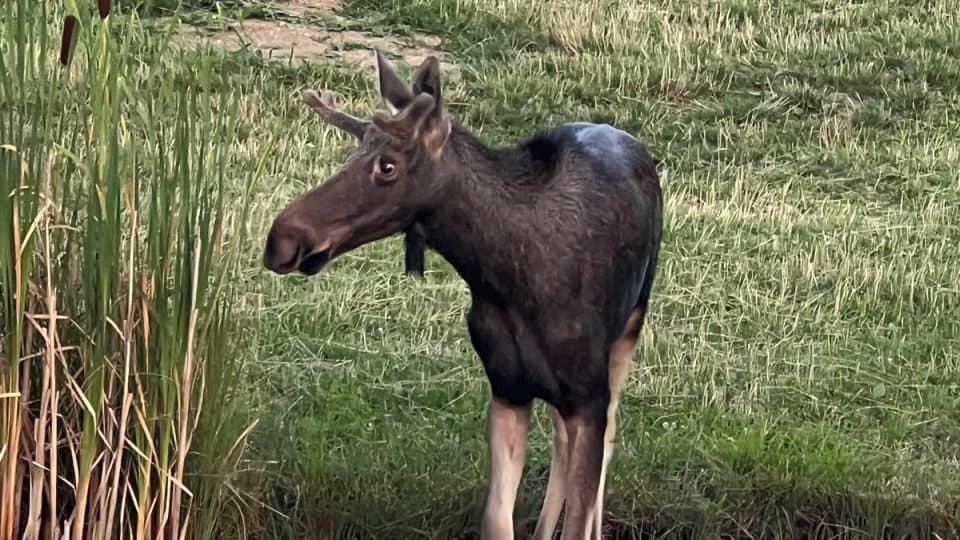 Dobrodružství losa Emila: V Rakousku ho sledují hasiči i policie. Možná kulhá