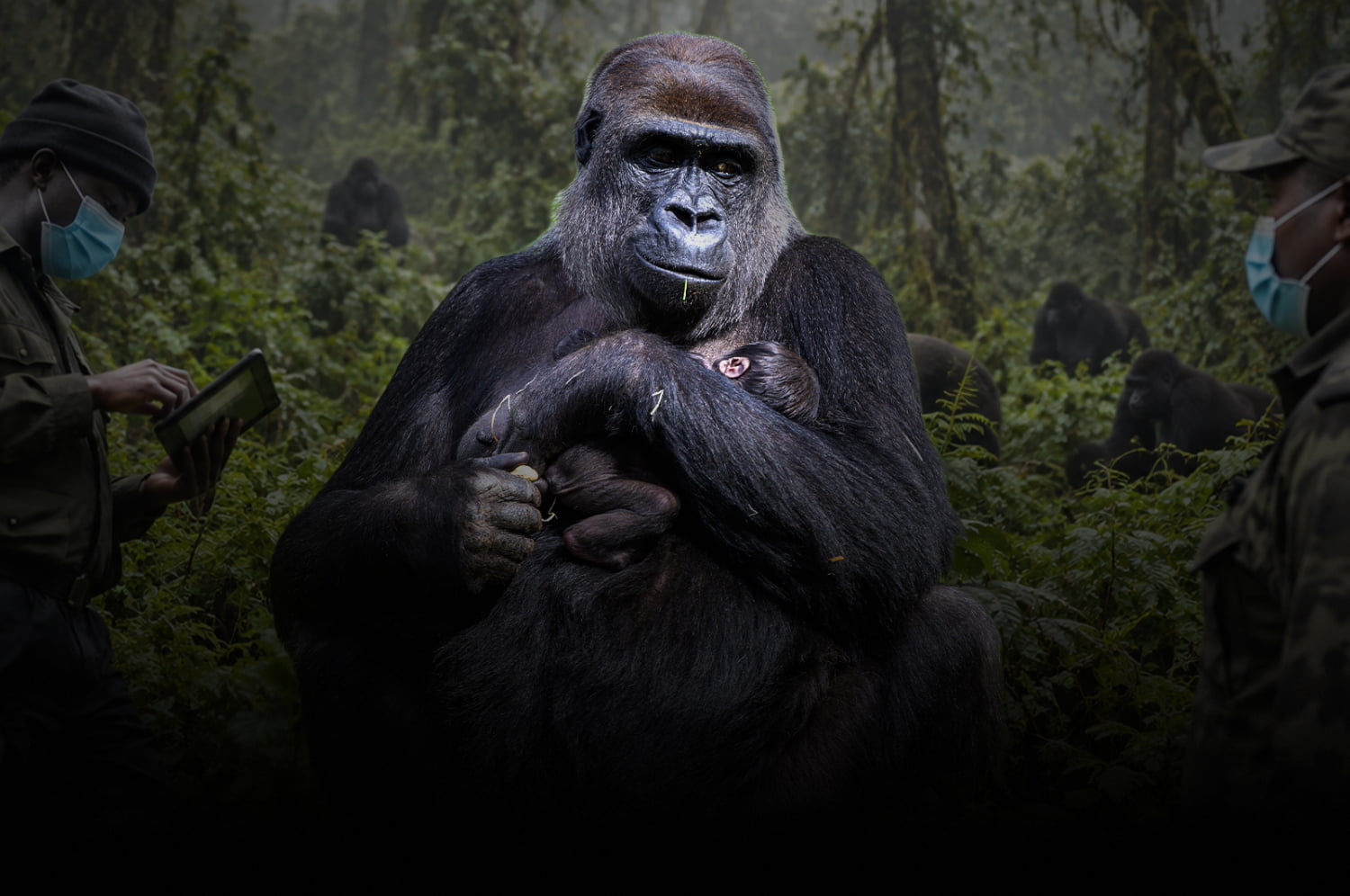 Podcast: Protecting Gorillas From Ebola