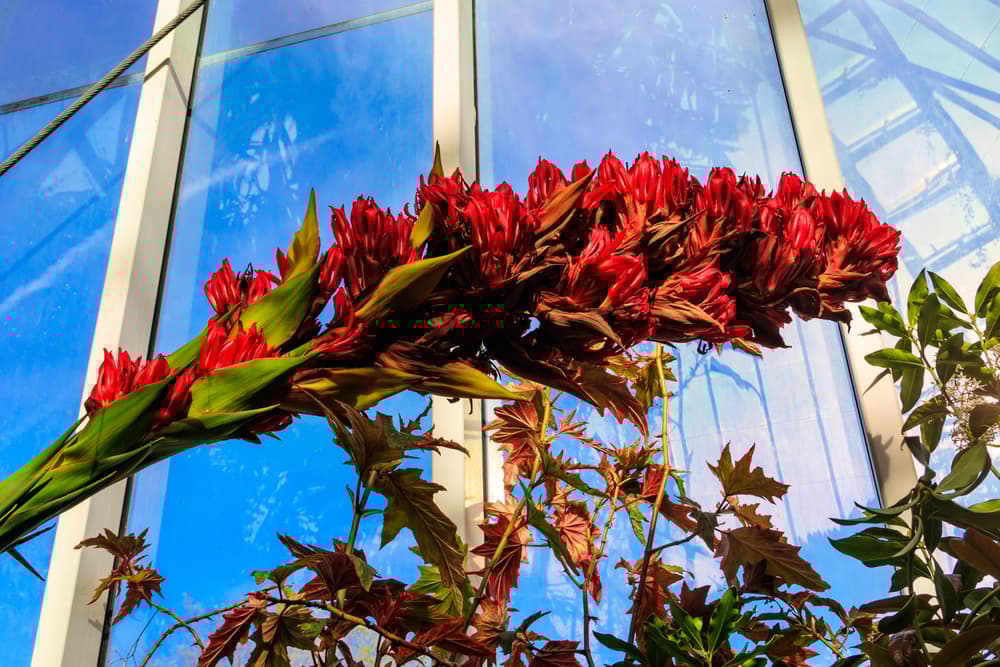 kvetoucí impozantní Doryanthes palmeri