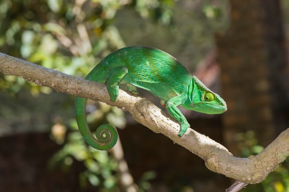 ilustrační obrázek