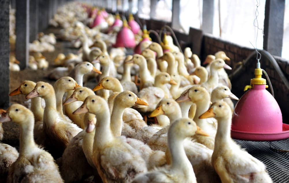 ilustrační obrázek