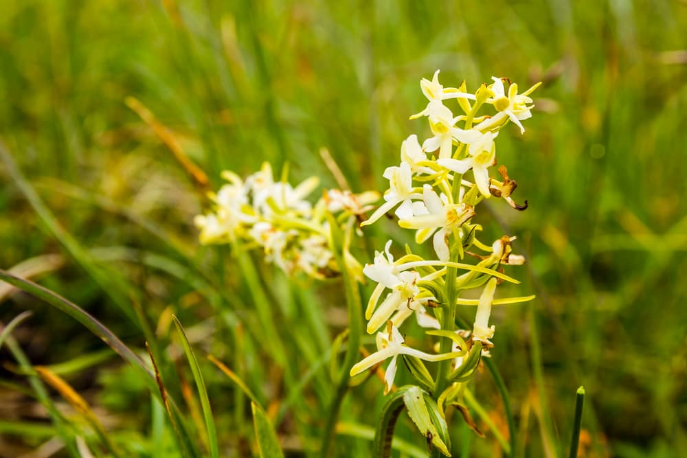 Vemeník dvoulistý patří mezi silně ohrožené rostliny naší květeny a vyžaduje specifické podmínky