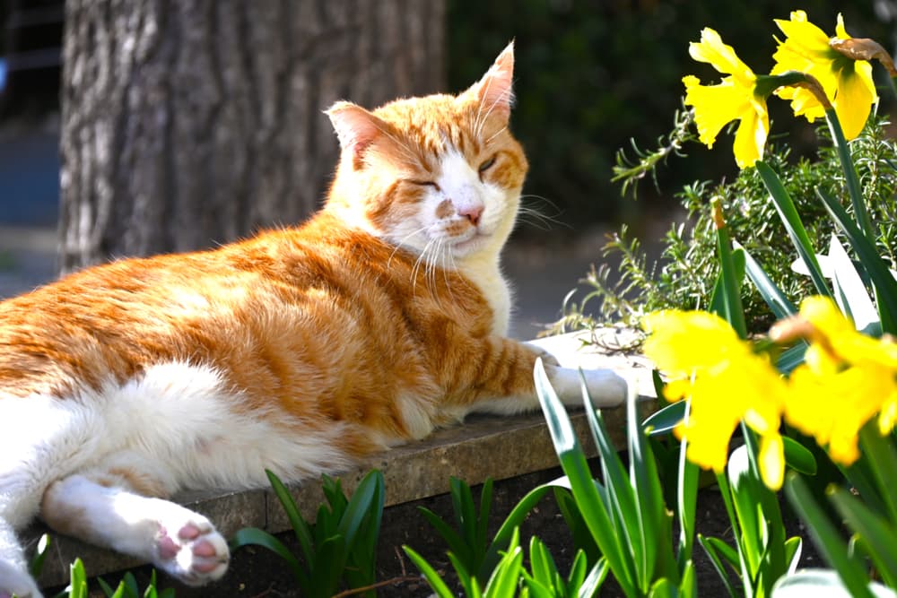 ilustrační obrázek