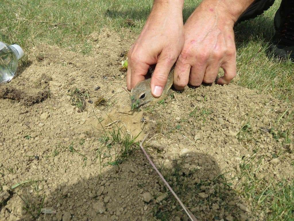 Ochránci přírody vypustili do volné přírody u Ivančic na Brněnsku 55 syslů, v tamních koloniích mají zvýšit počty (na snímku ze 17. července 2025). Syslové patří ke kriticky ohroženým druhům