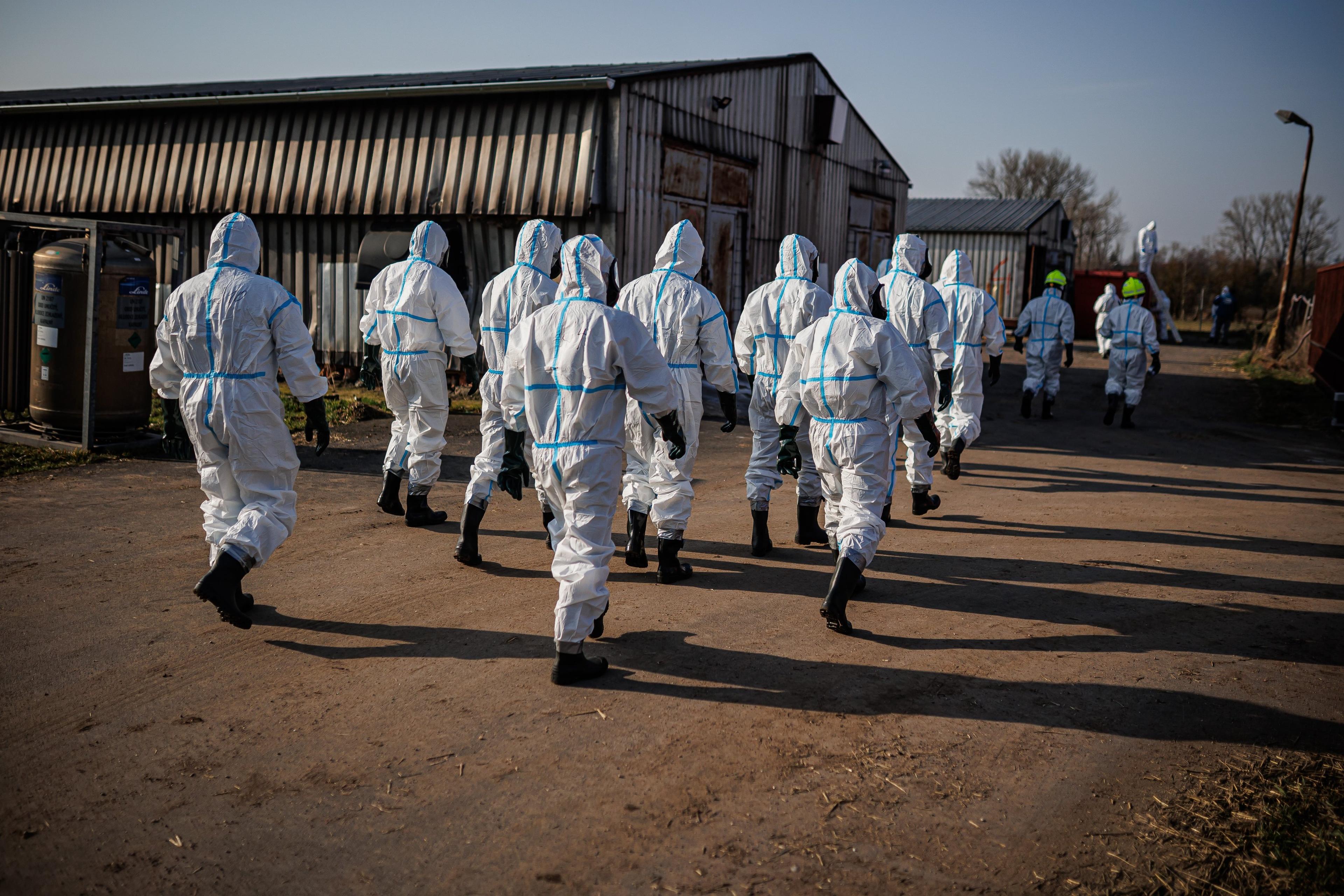 Hasiči ve Starém Bydžově na Hradecku zlikvidovali 23. března 2026 chov kachen zasažený ptačí chřipkou. Utratili 10.000 ptáků. Na likvidaci se podílelo 80 hasičů.