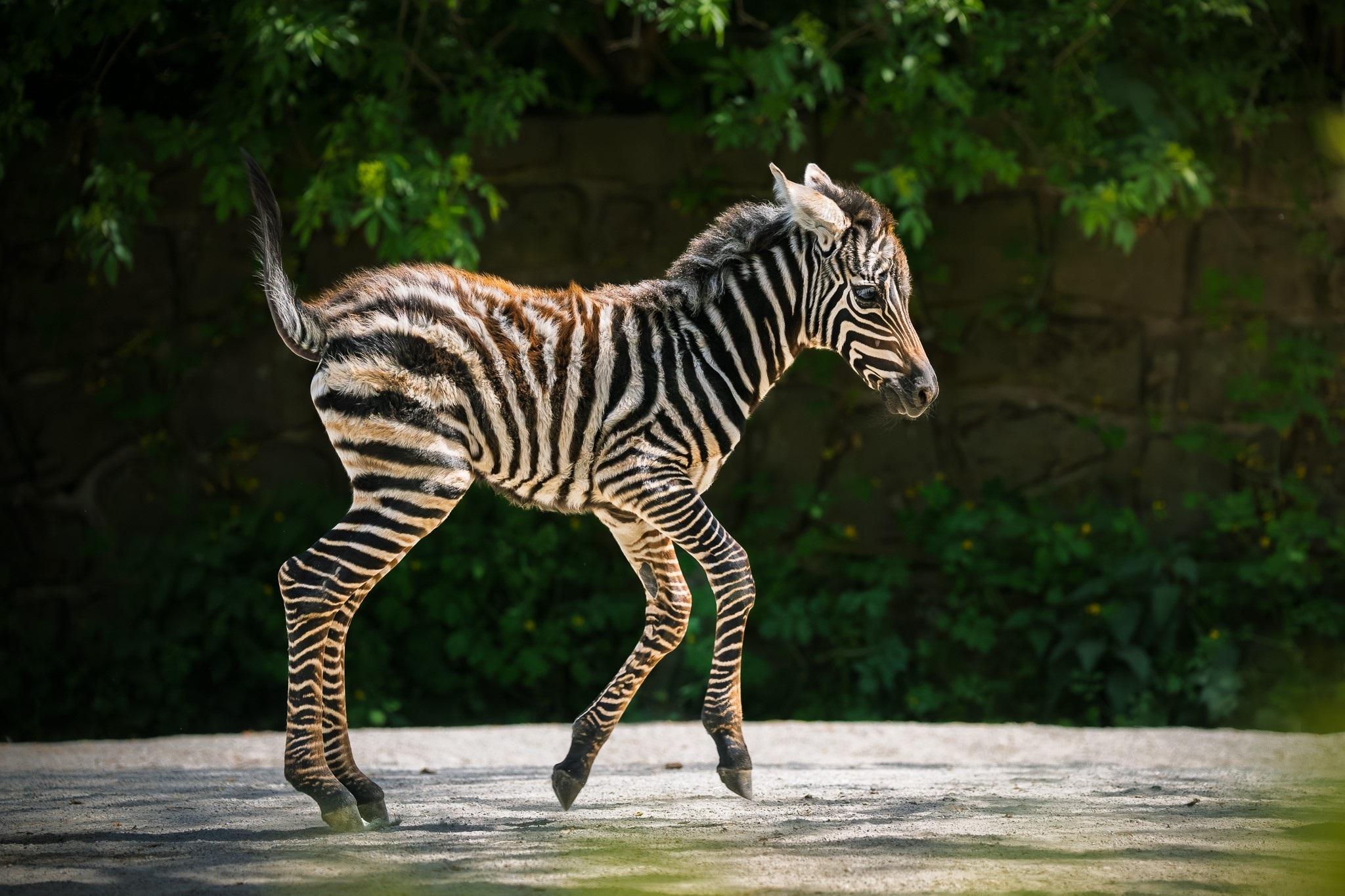 Safari Park Dvůr Králové nad Labem má další přírůstek, v neděli 3. srpna se tam narodilo mládě zebry bezhřívé.